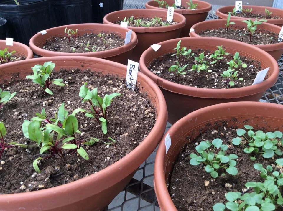 Spring Seed Starting Workshop