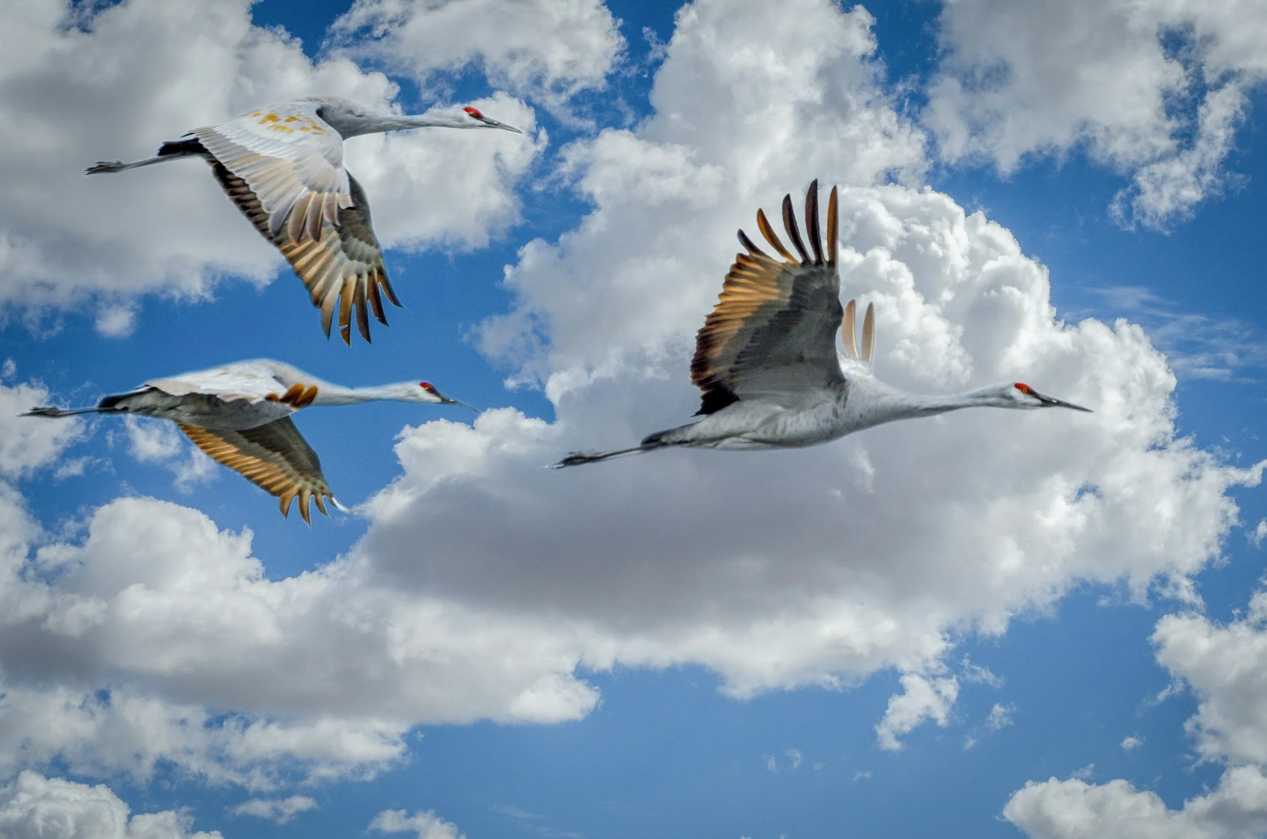2026 Kids Crane Festival 