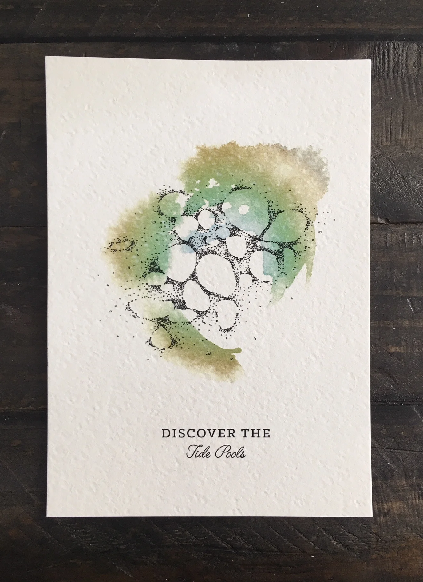 Discover The Tide Pools