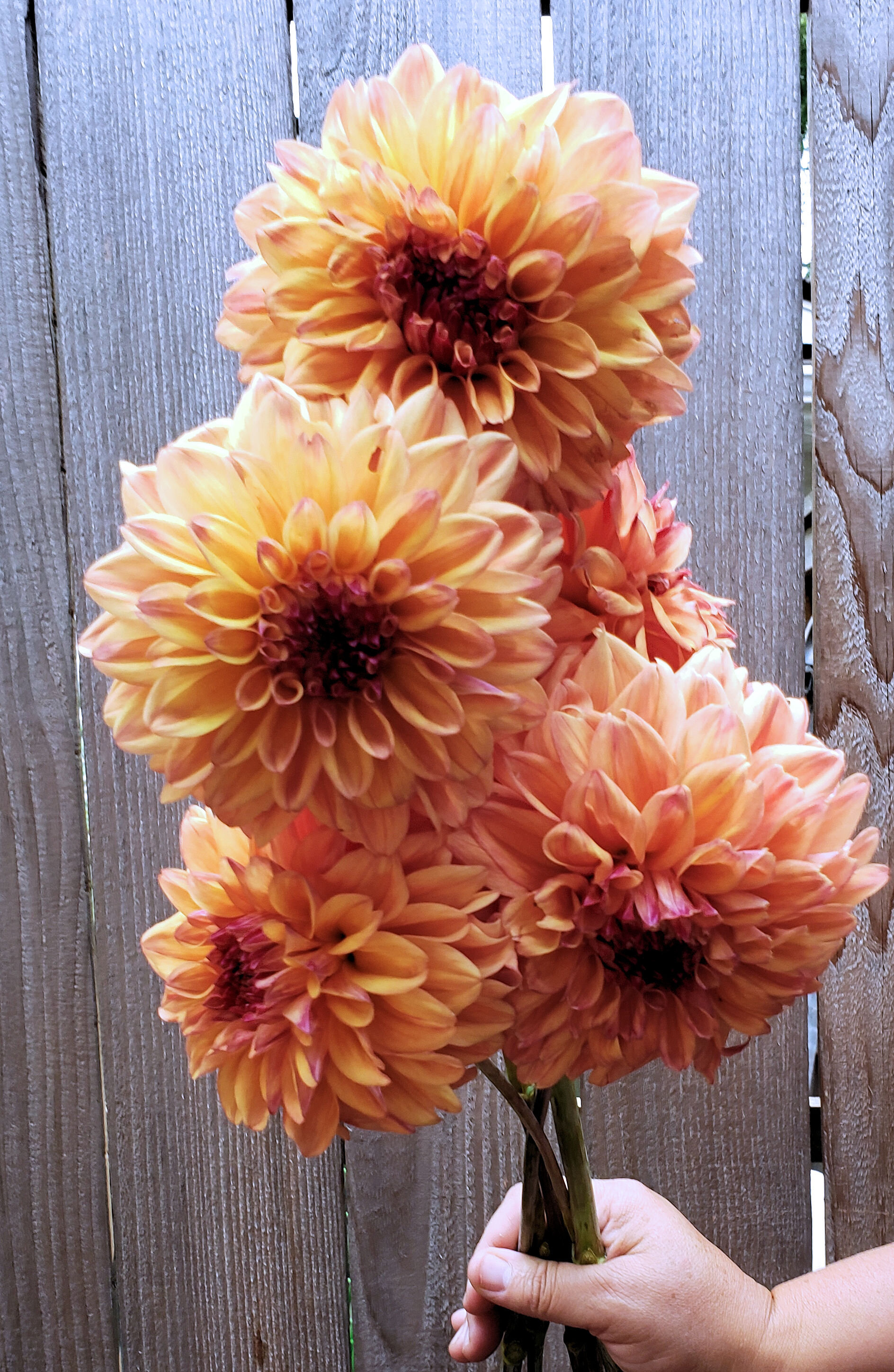 Ferncliff Copper — Petals Flower Co., Florist in Lake Oswego