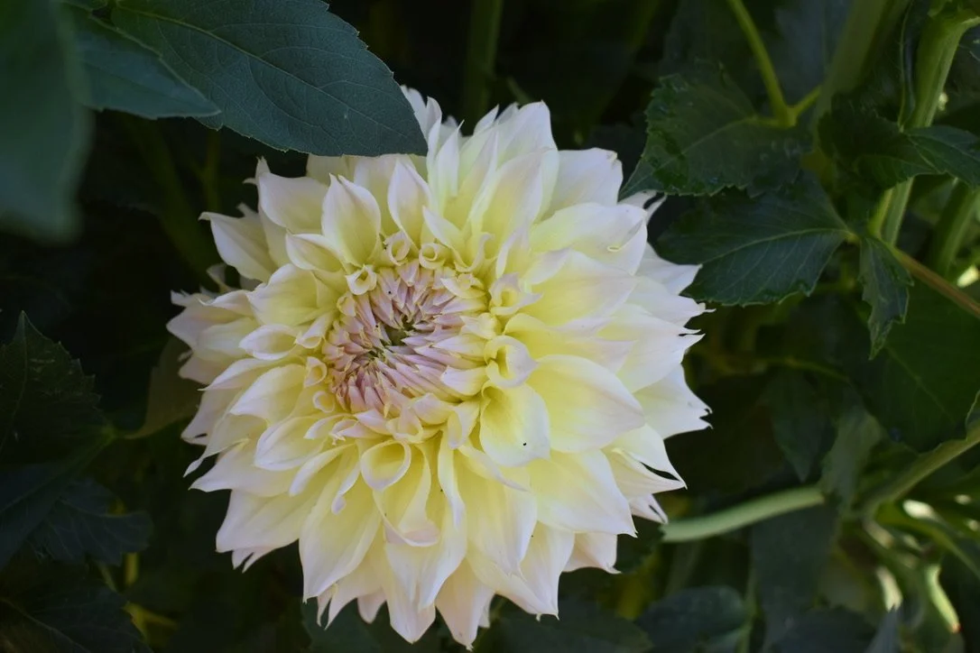 Westerton Lilian — Petals Flower Co., Florist in Lake Oswego