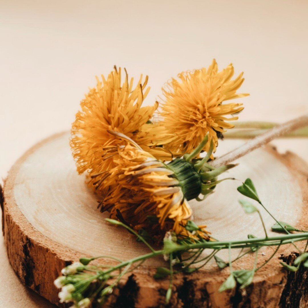 Trying to mist your fan? This heat has all of us missing raincouver. Did you know that dandelions are great herb to cool your body down? 

You can pick dandelions from your yard, find fresh dandelions in your local grocery stores, or even pick up a b