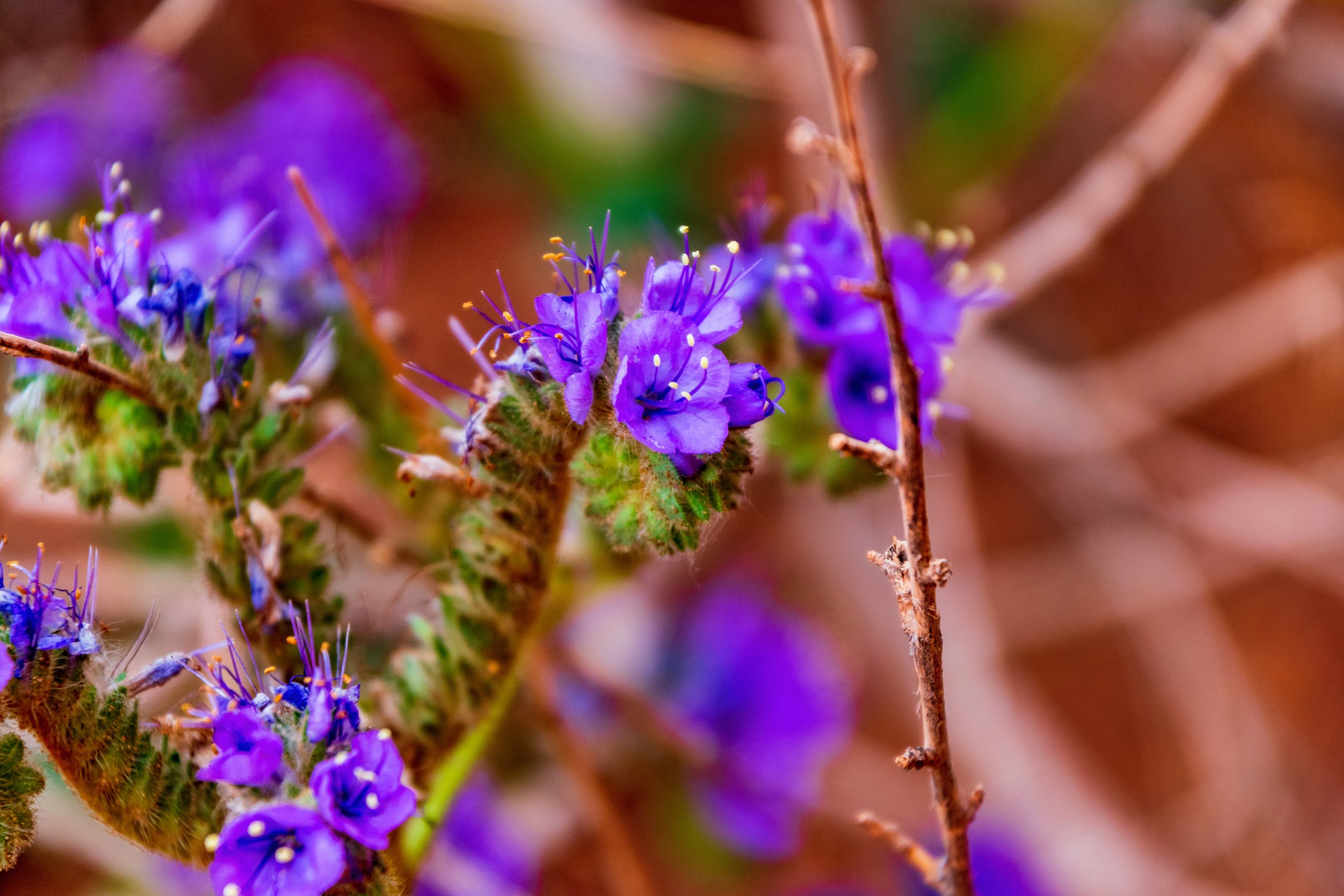 The Dangers of an Invasive Plant