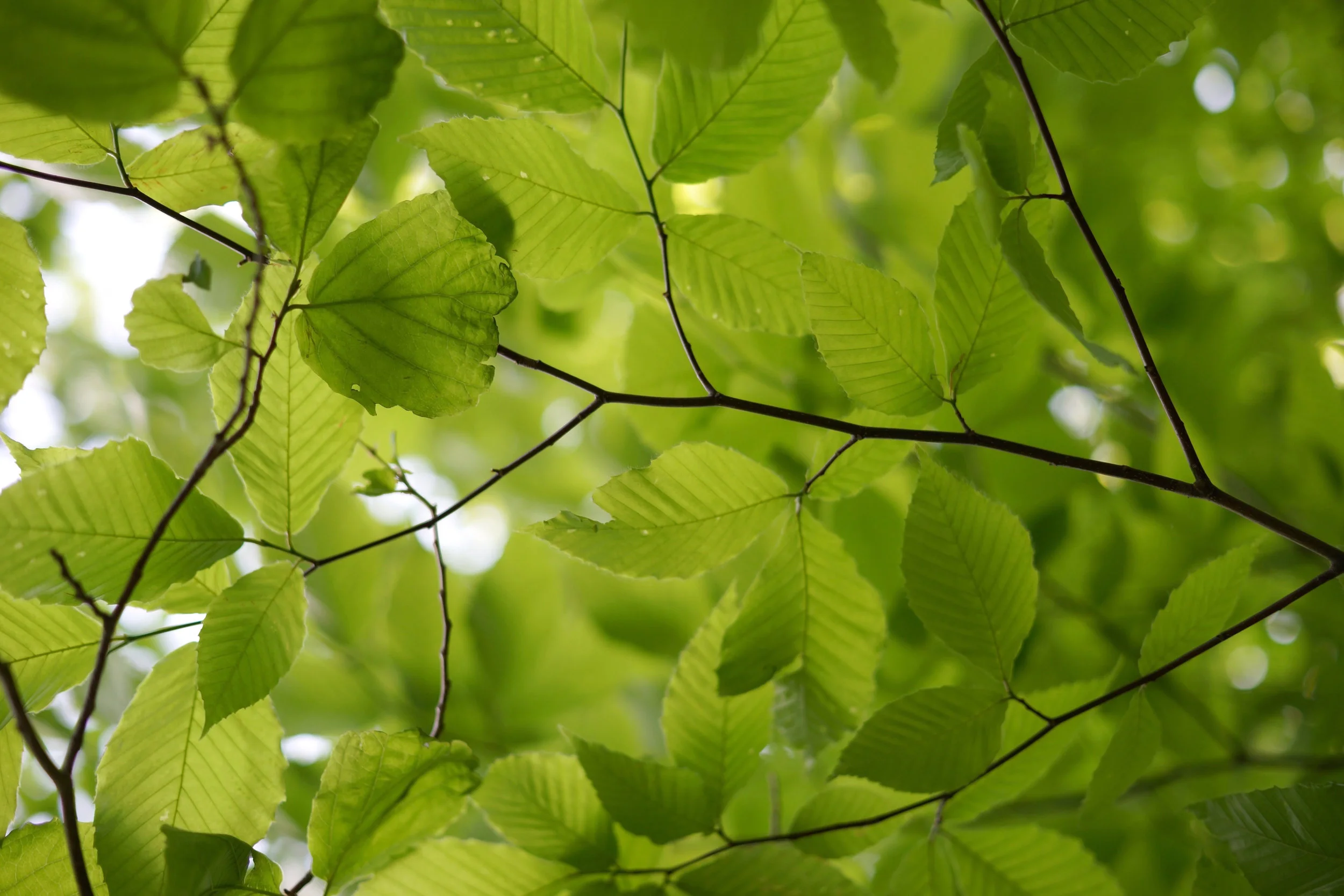 Alder Package
