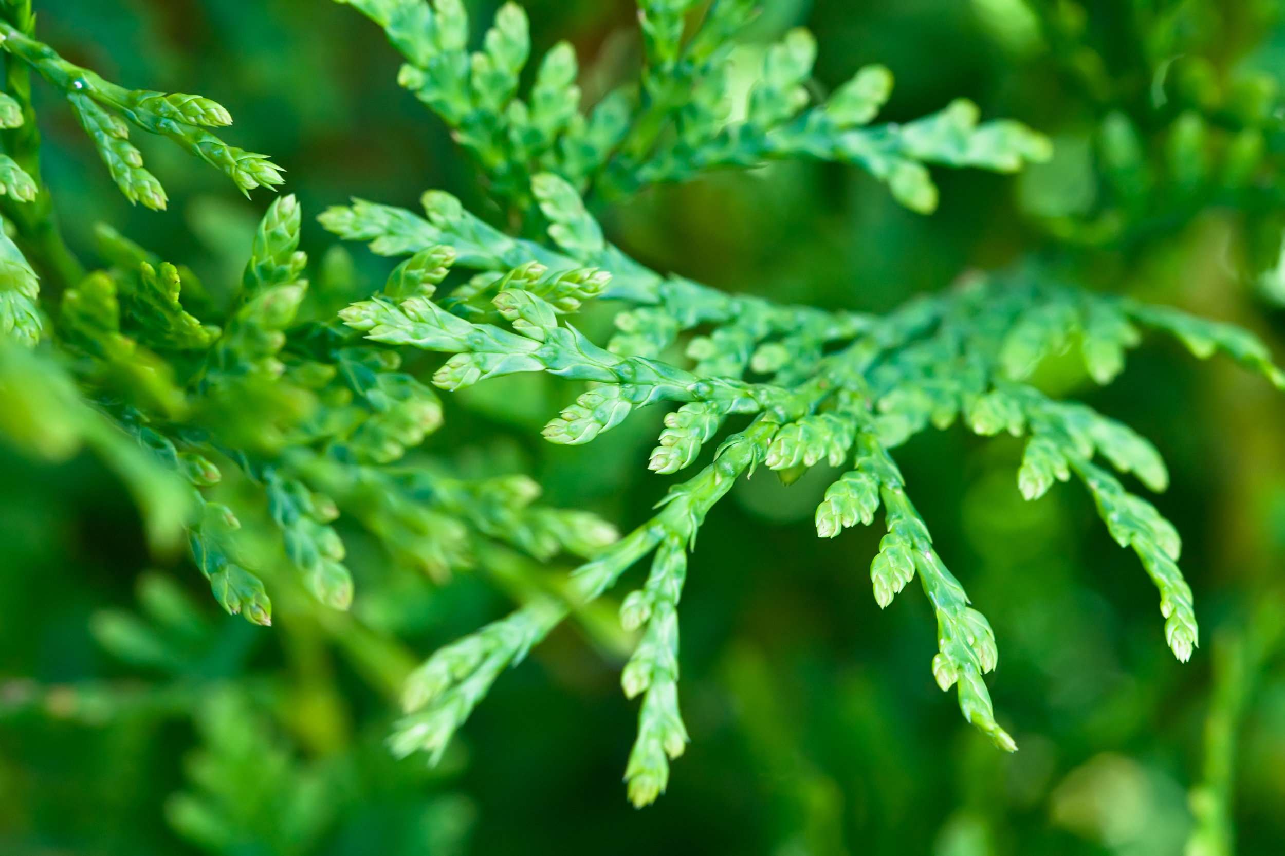Cedar Package
