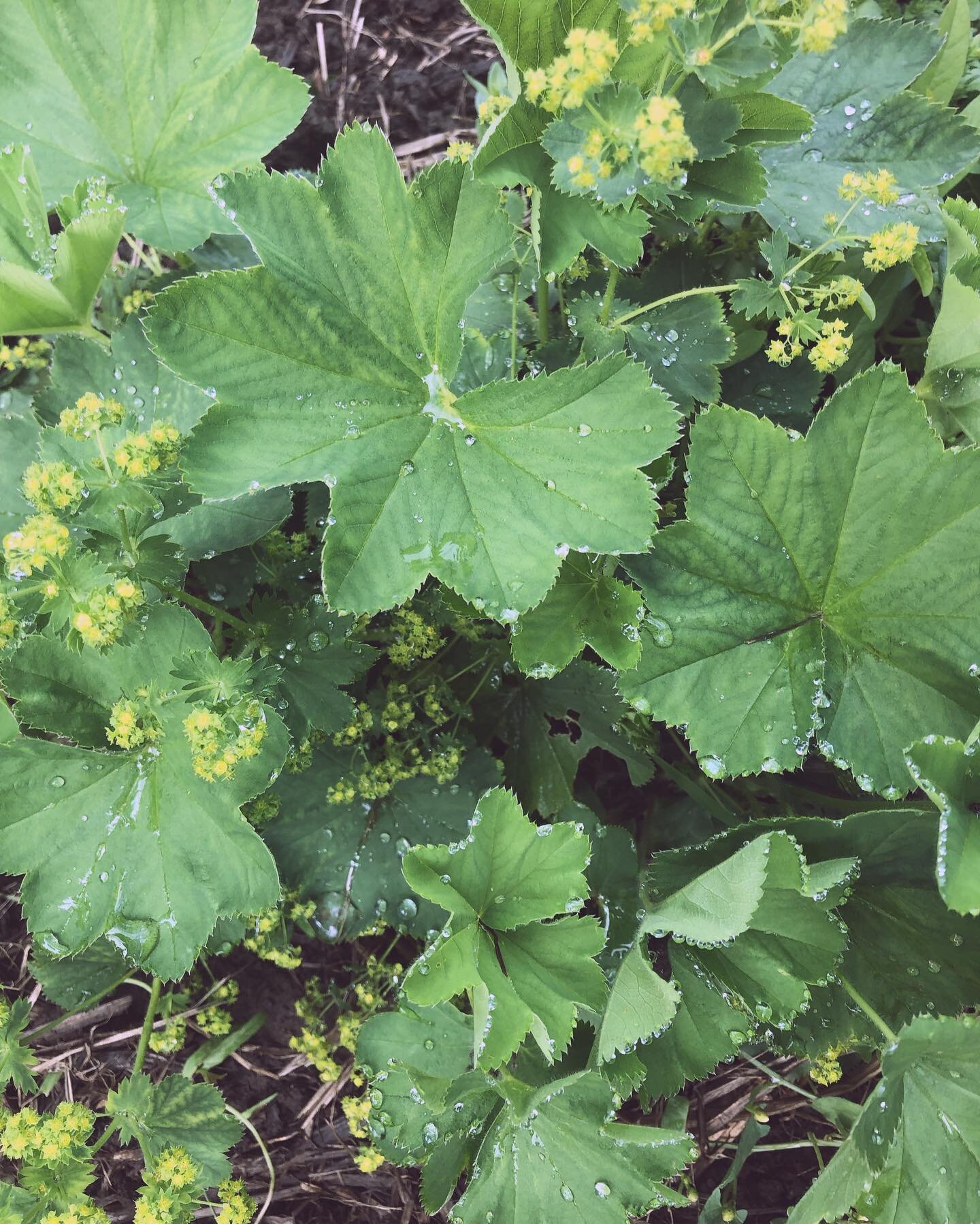 //Uterine Tonic//
Ladies Mantle (alchemilla vulgaris) is actually in the Rose family.
✨
Astringent, slightly bitter and drying.
✨
She is excellent at strengthening the hollow organs, and an especially good uterine tonic. Vaginal laxity, hemorrhage, m