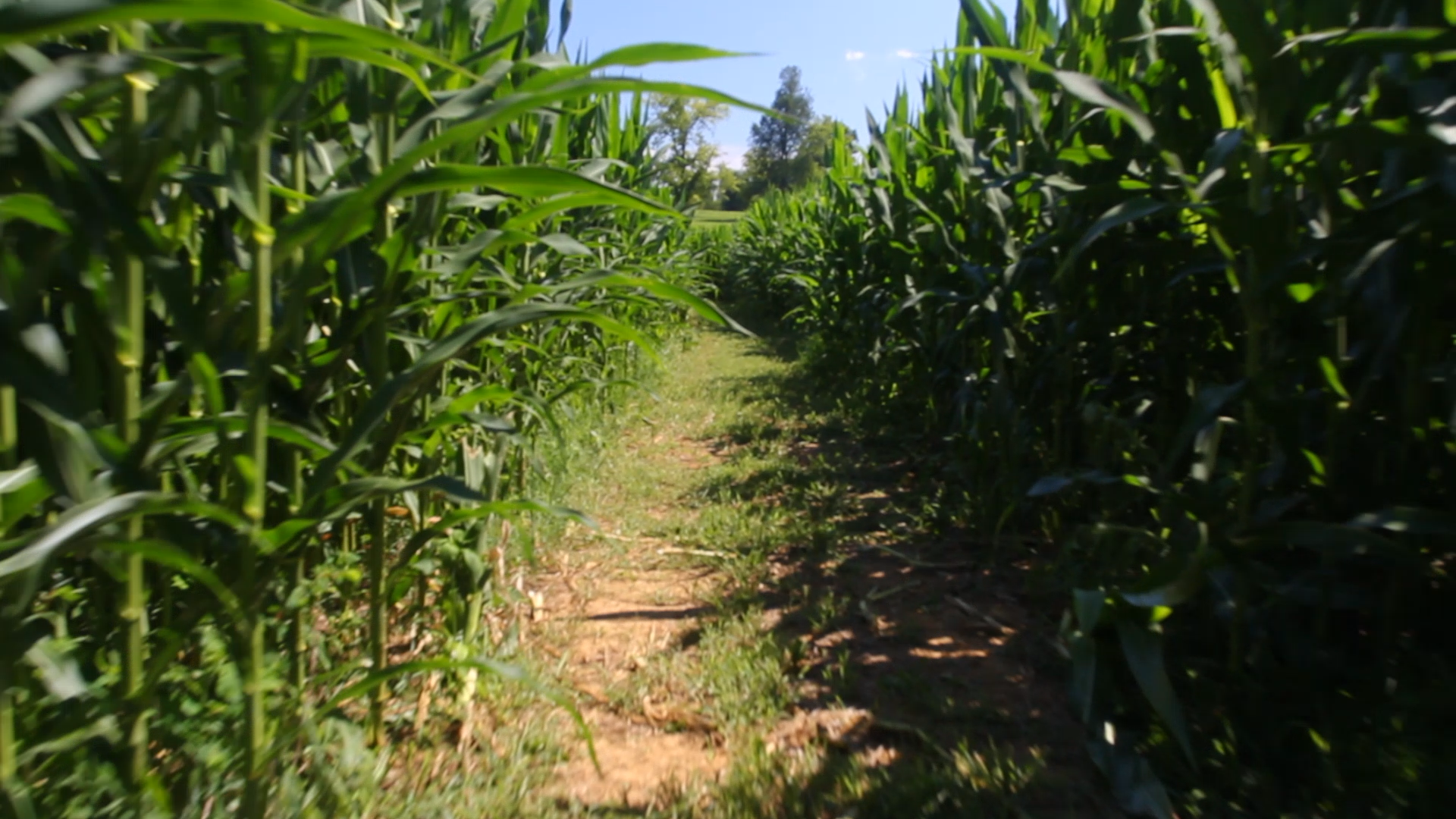 TCB Corn Maze.00_00_26_12.Still002.png