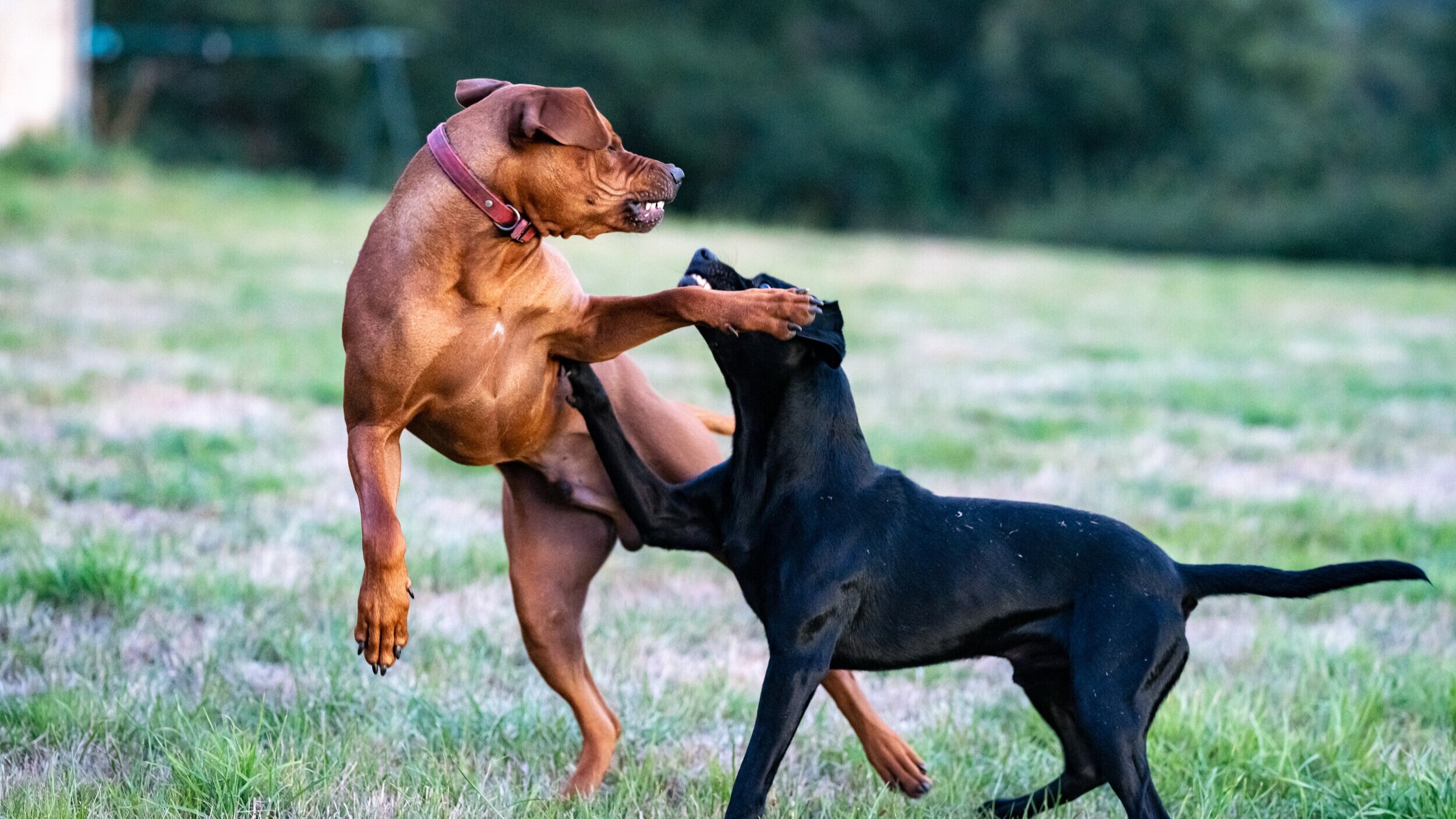 Dog Training 101: How to Completely Train Your Dog