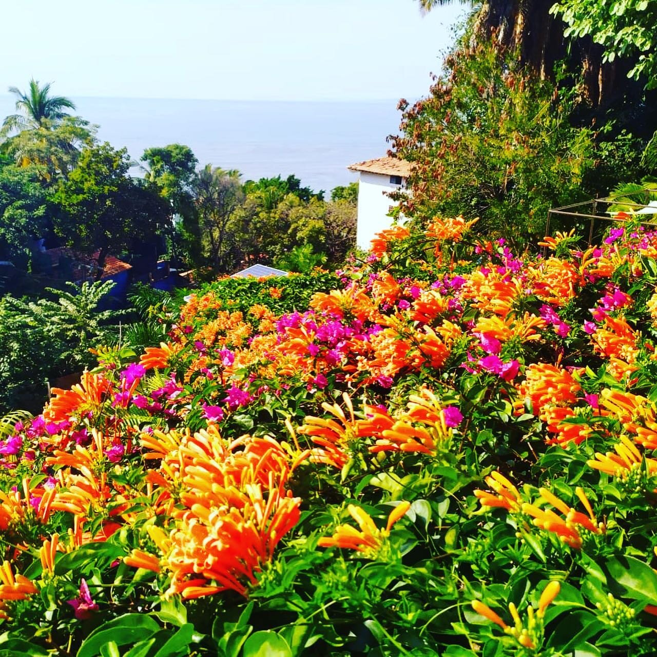 Live life in Full Bloom!  Did you know our entire villa is like a mini botanical garden?  Basically one big floral arrangement 😉. Book a stay with us and enjoy all the fresh blooms and ocean views! 
.
.
.
.#puertovallartamexico #puertovallartaweddin