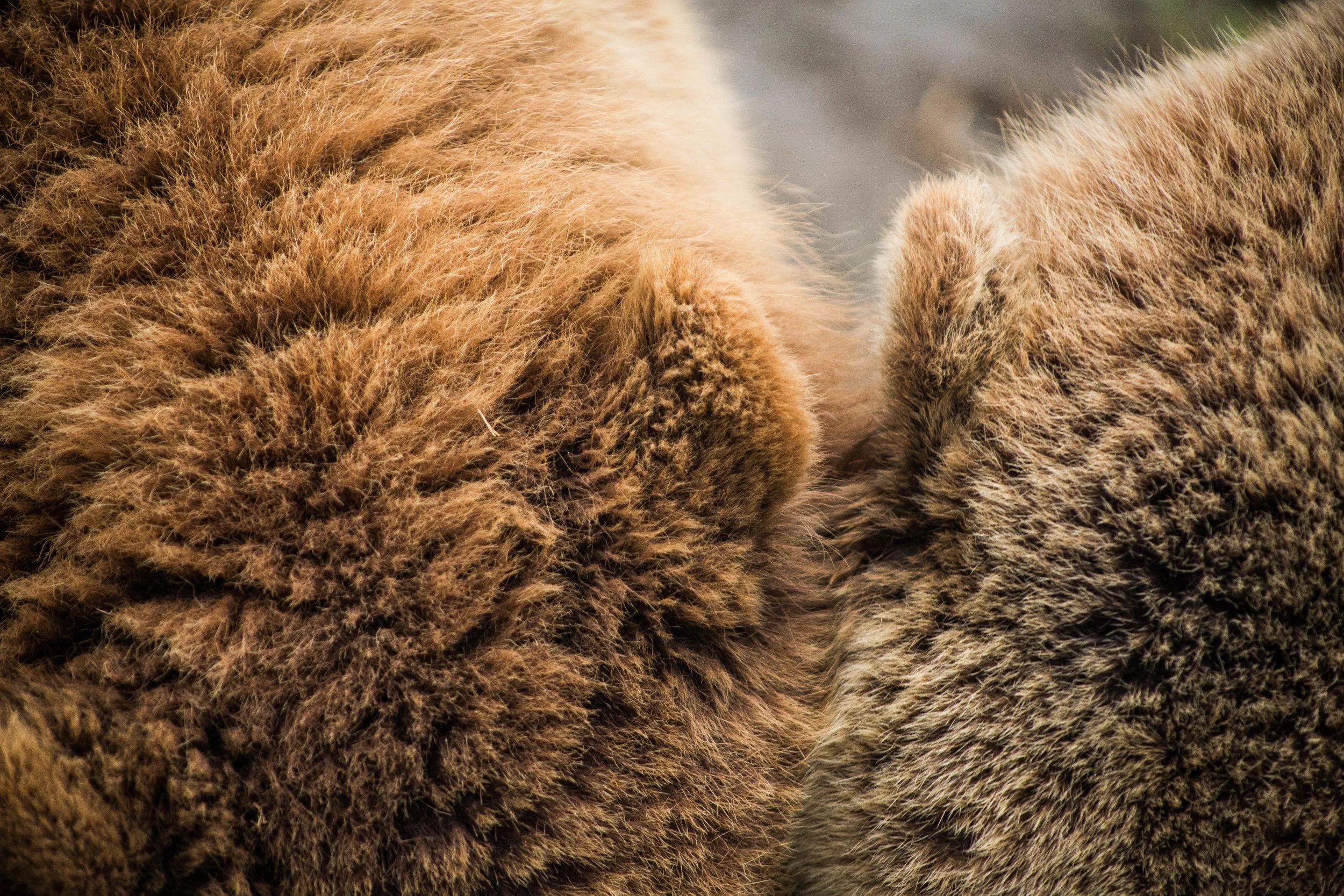Walt Disney's Bears, Olympic Game Farm