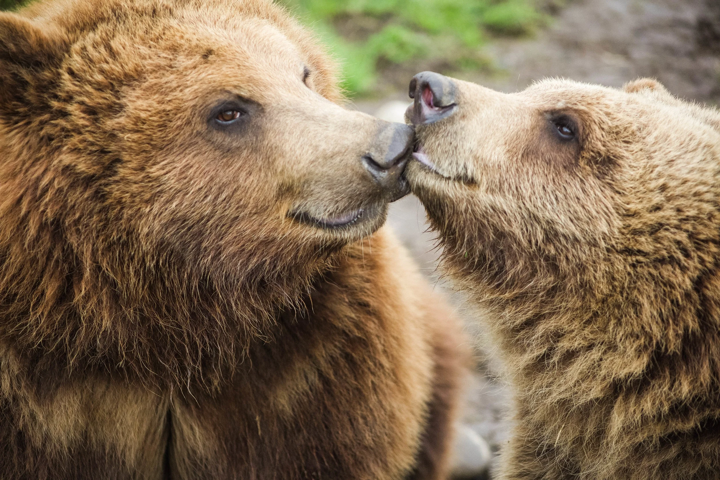Walt Disney's Bears, Olympic Game Farm