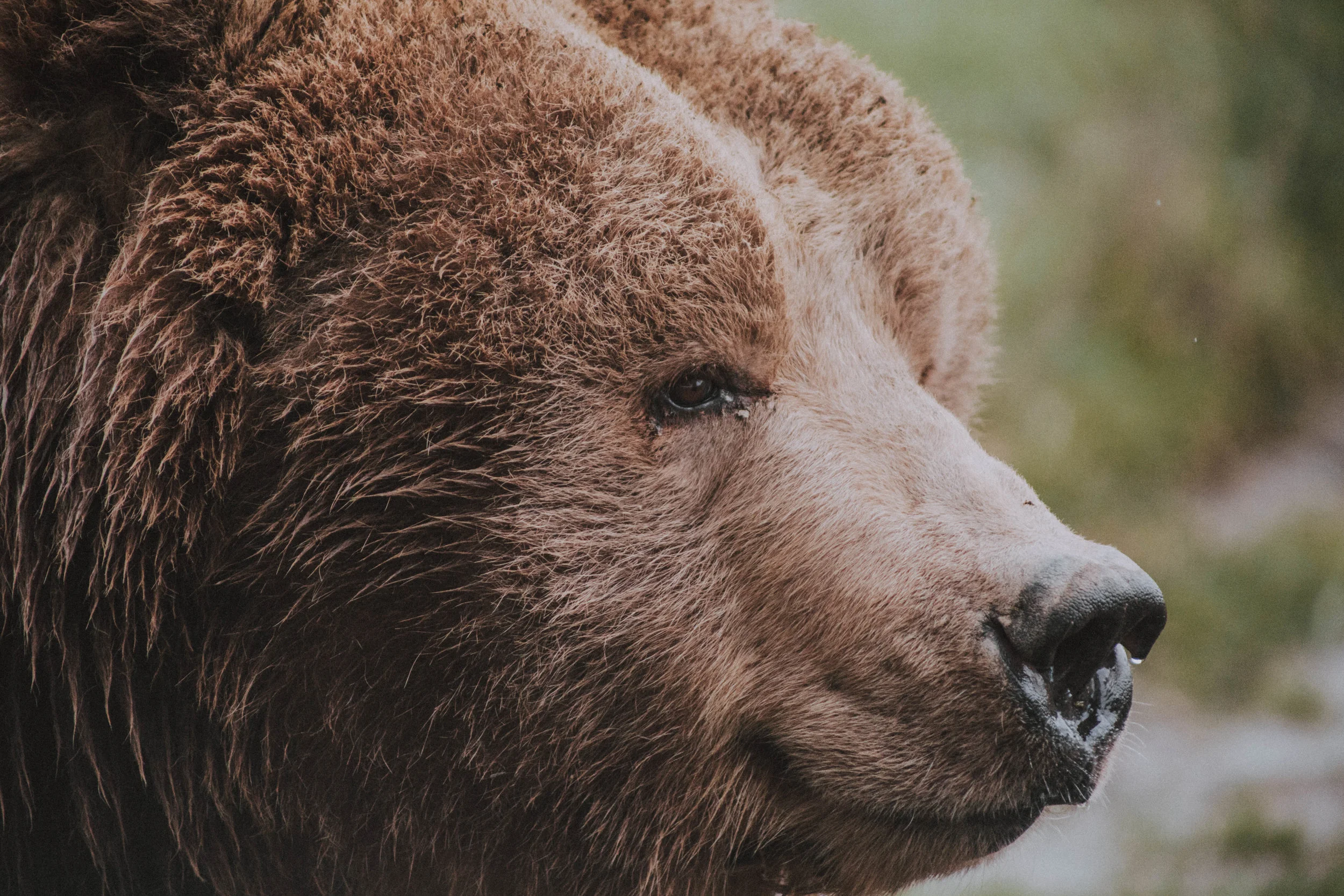 Walt Disney's Bears, Olympic Game Farm