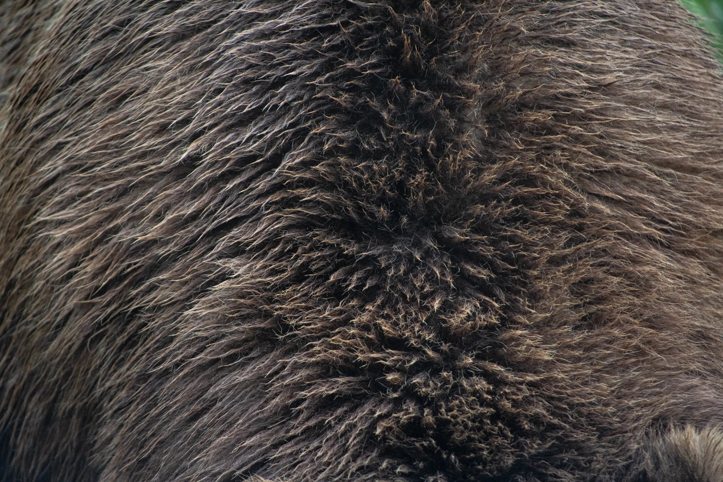 Walt Disney's Bears, Olympic Game Farm