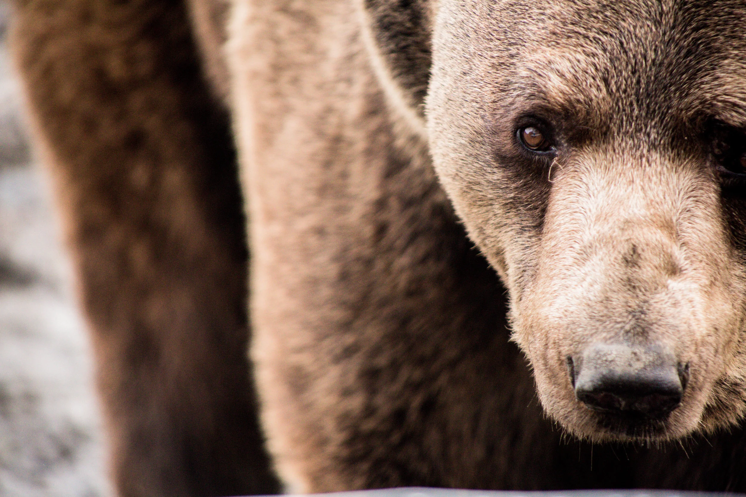 Walt Disney's Bears, Olympic Game Farm