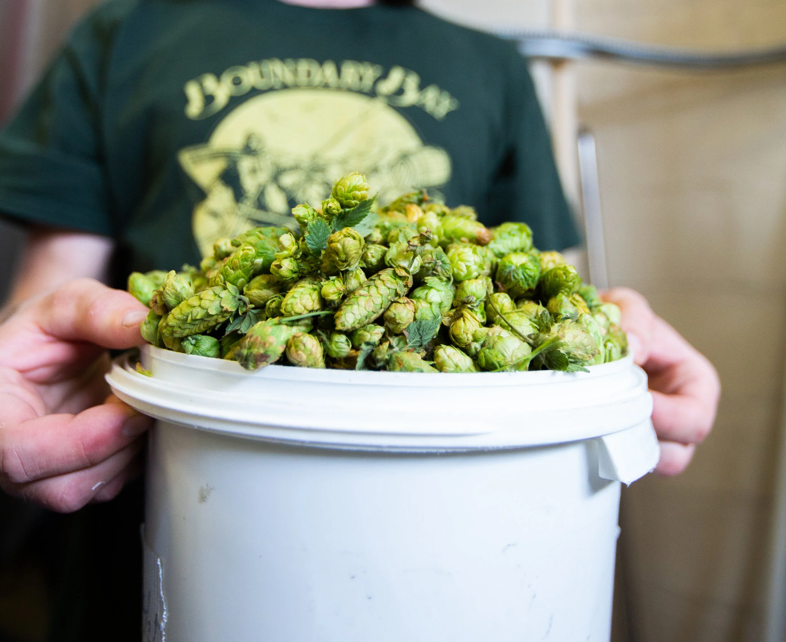 hops-6.jpg