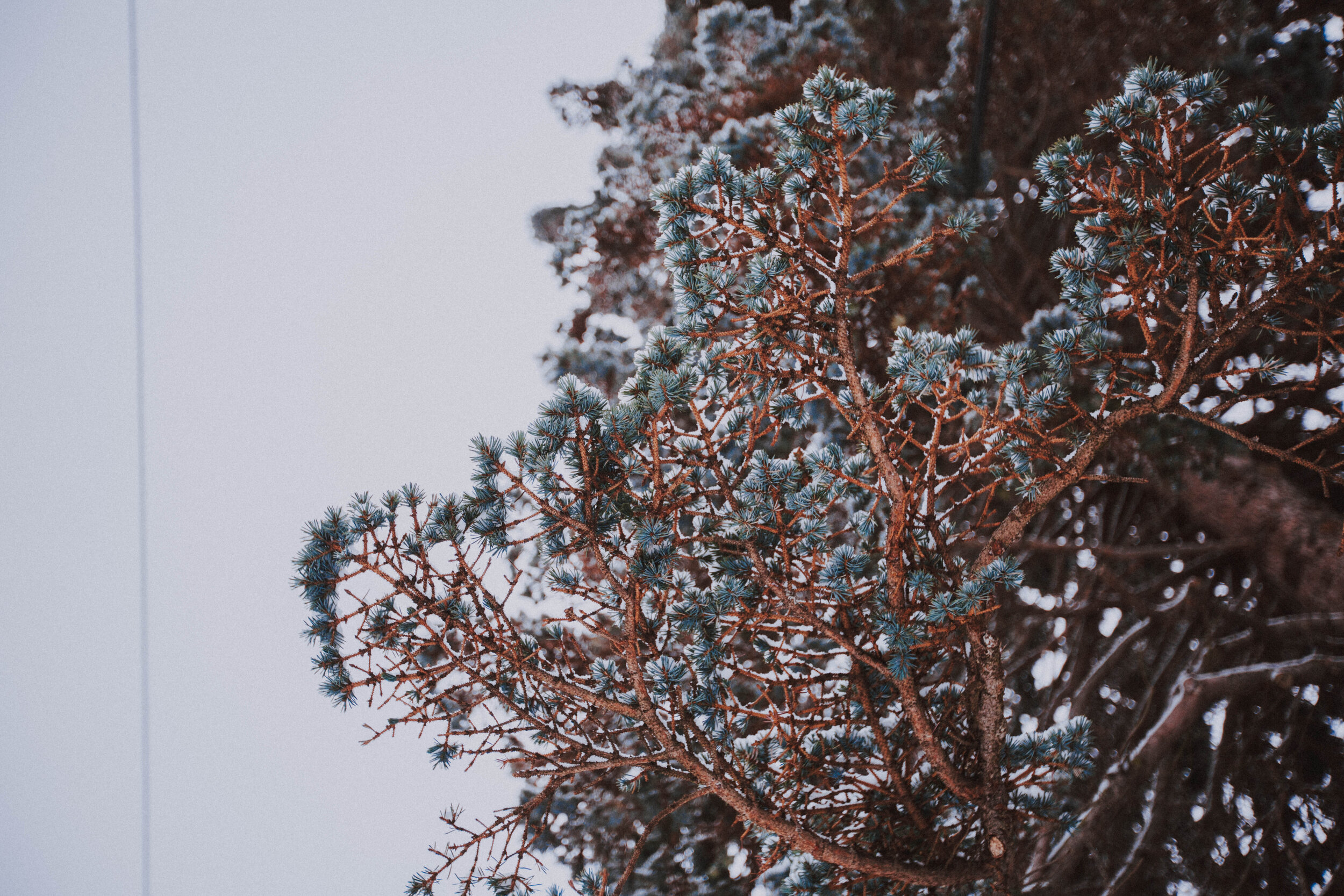 snow-covered branches