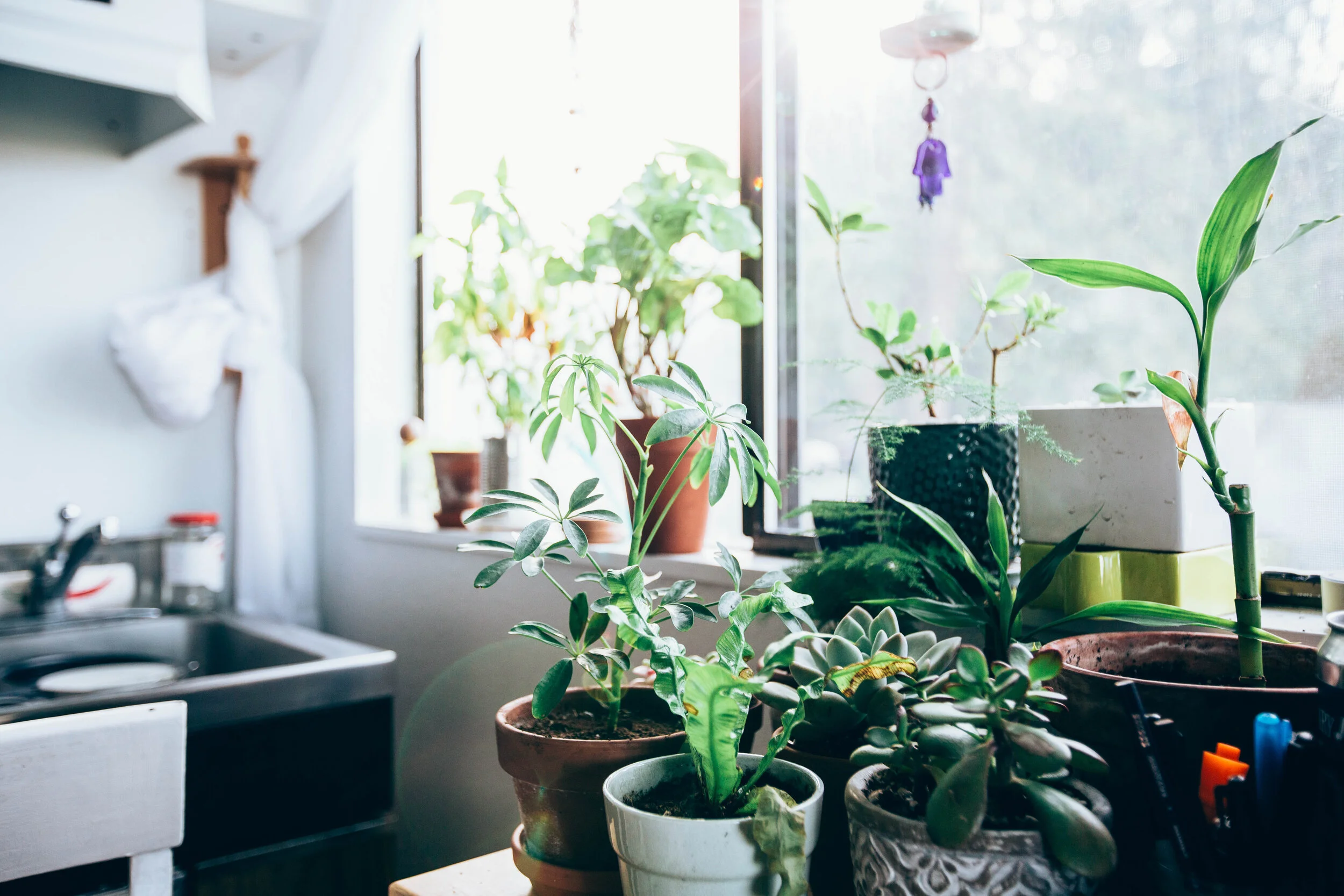 My kitchen garden in morning sunlight