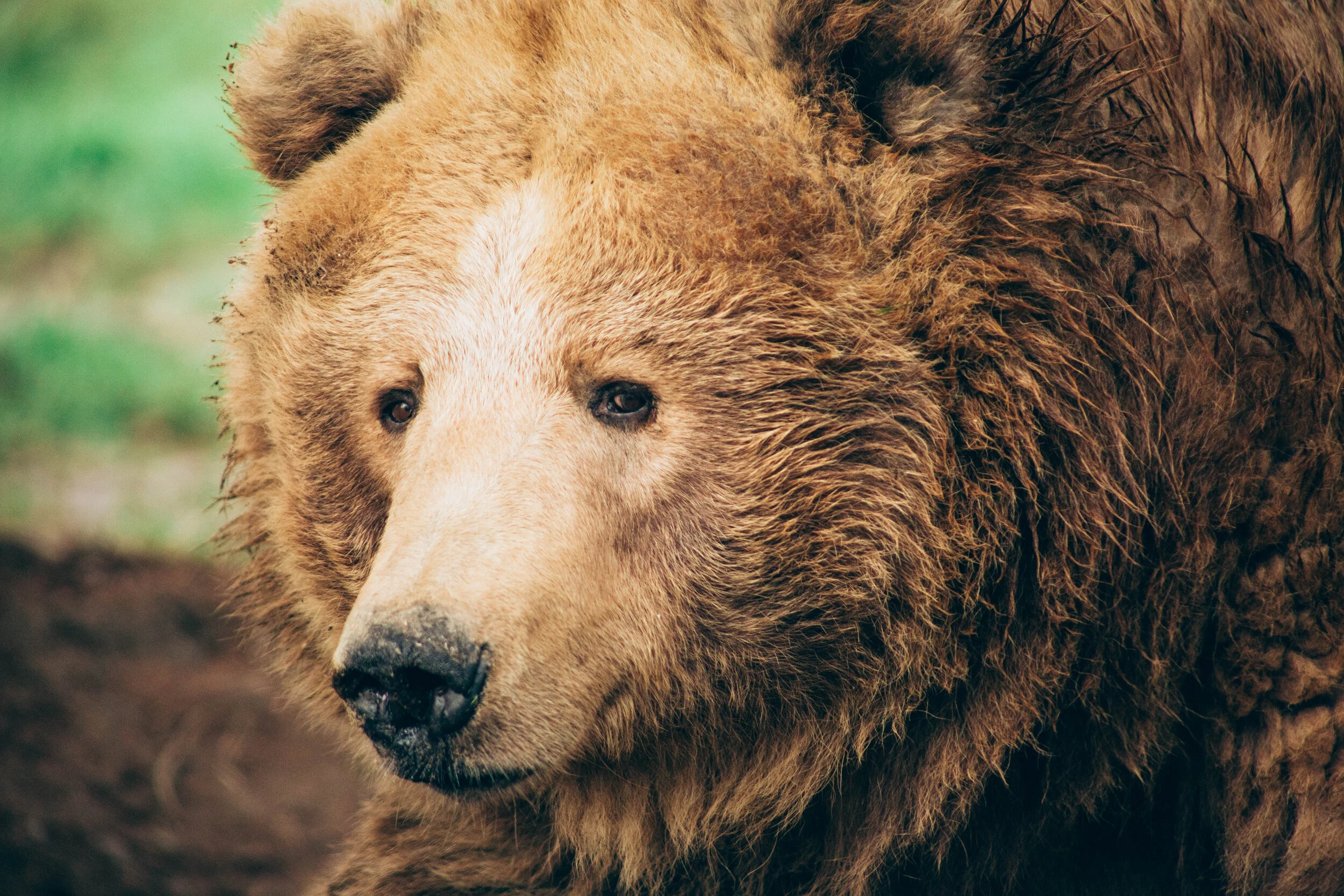 Walt Disney’s Bears at the Olympic Game Farm in Sequim, WA
