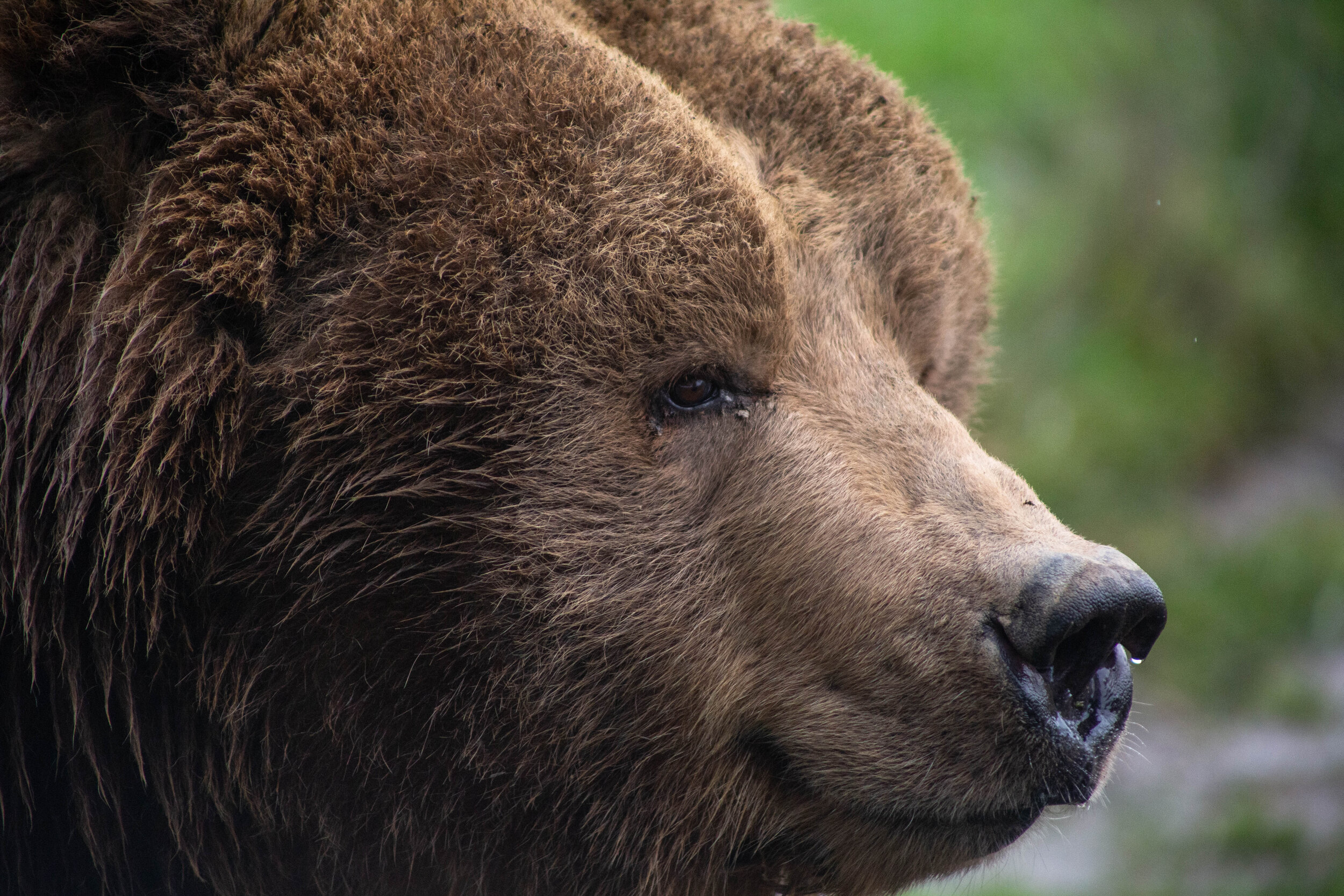 Walt Disney’s Bears at the Olympic Game Farm in Sequim, WA