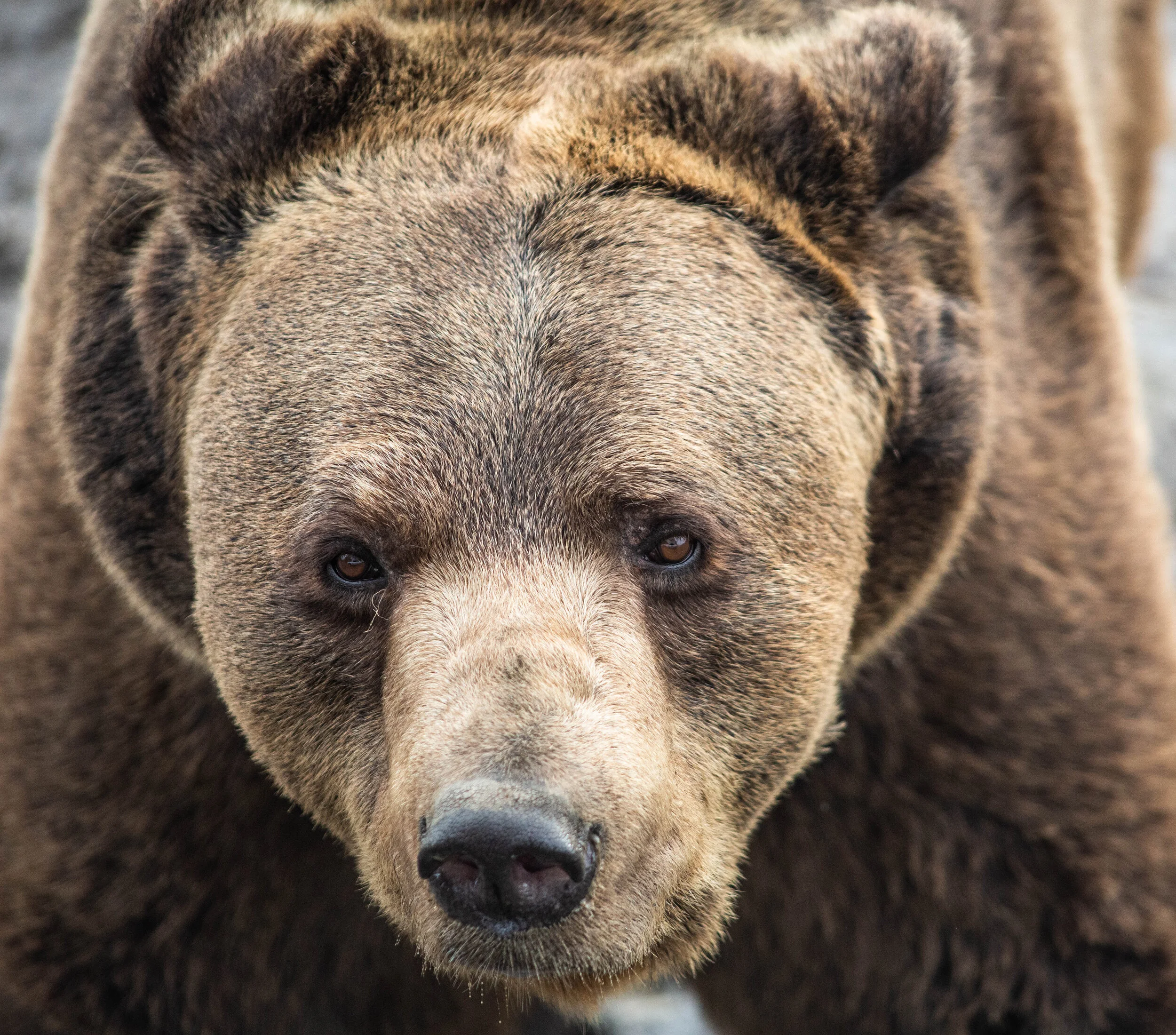 Walt Disney’s Bears at the Olympic Game Farm in Sequim, WA