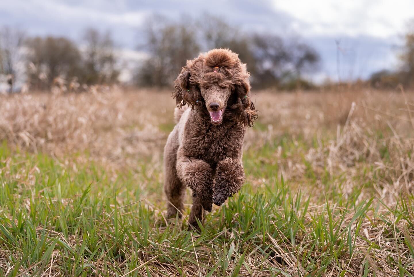 Photo by @bordercolliesolo 👌#standardpoodle