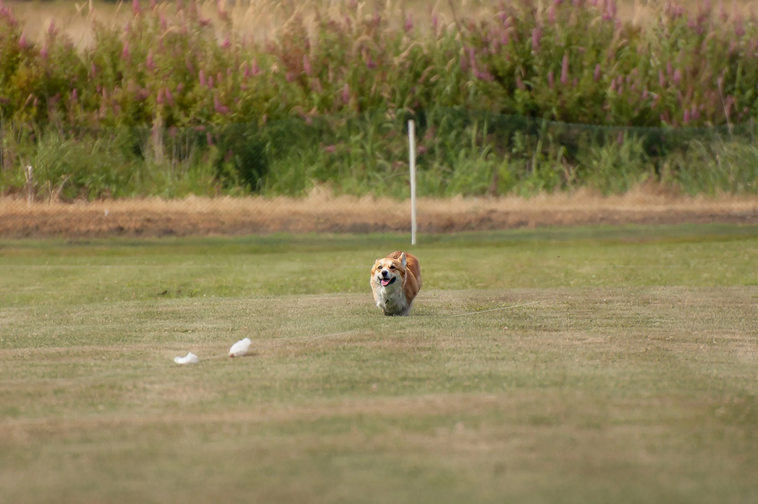 Maeve Lure Coursing.jpg