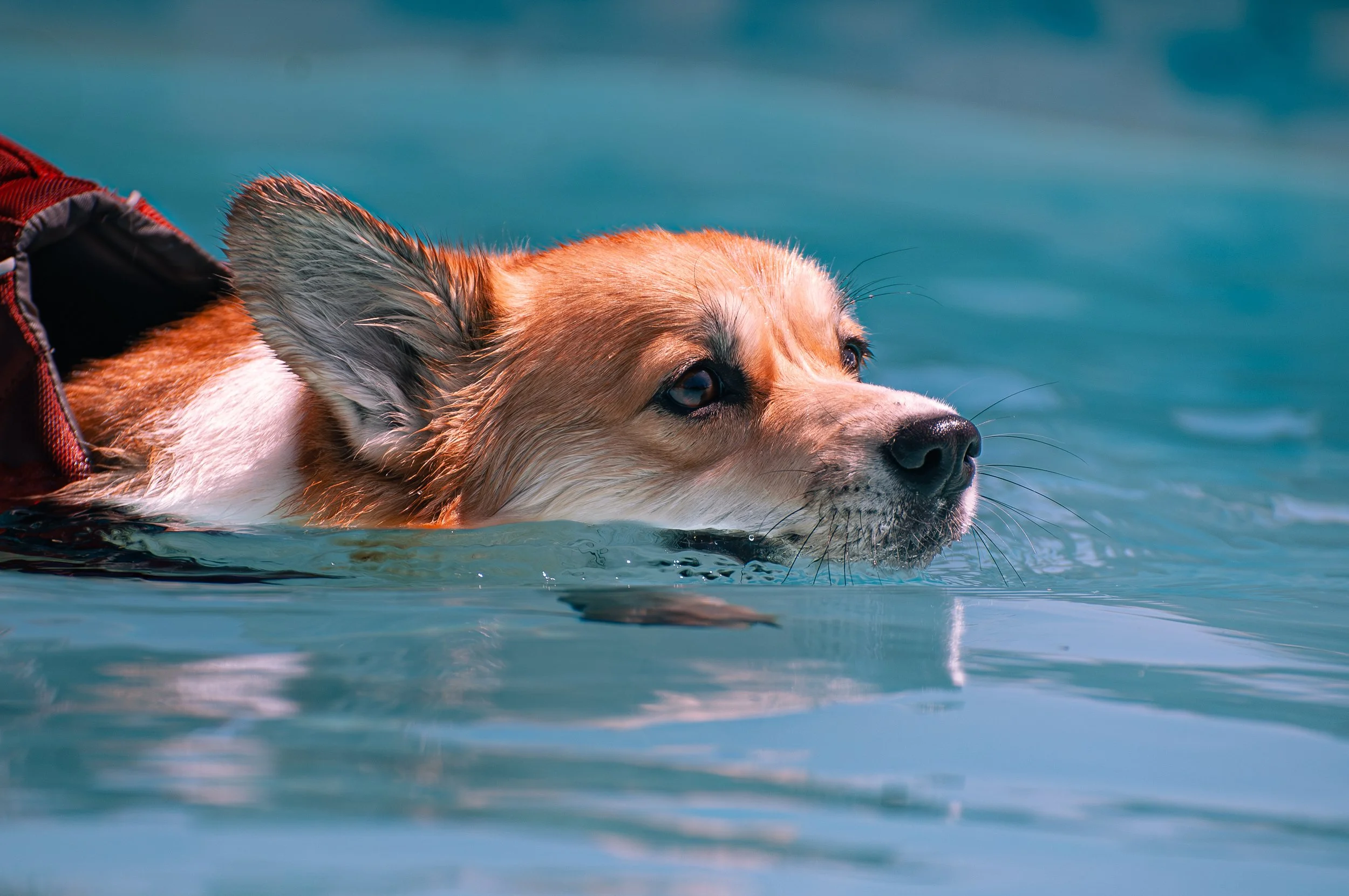 Maeve Swimming.jpg