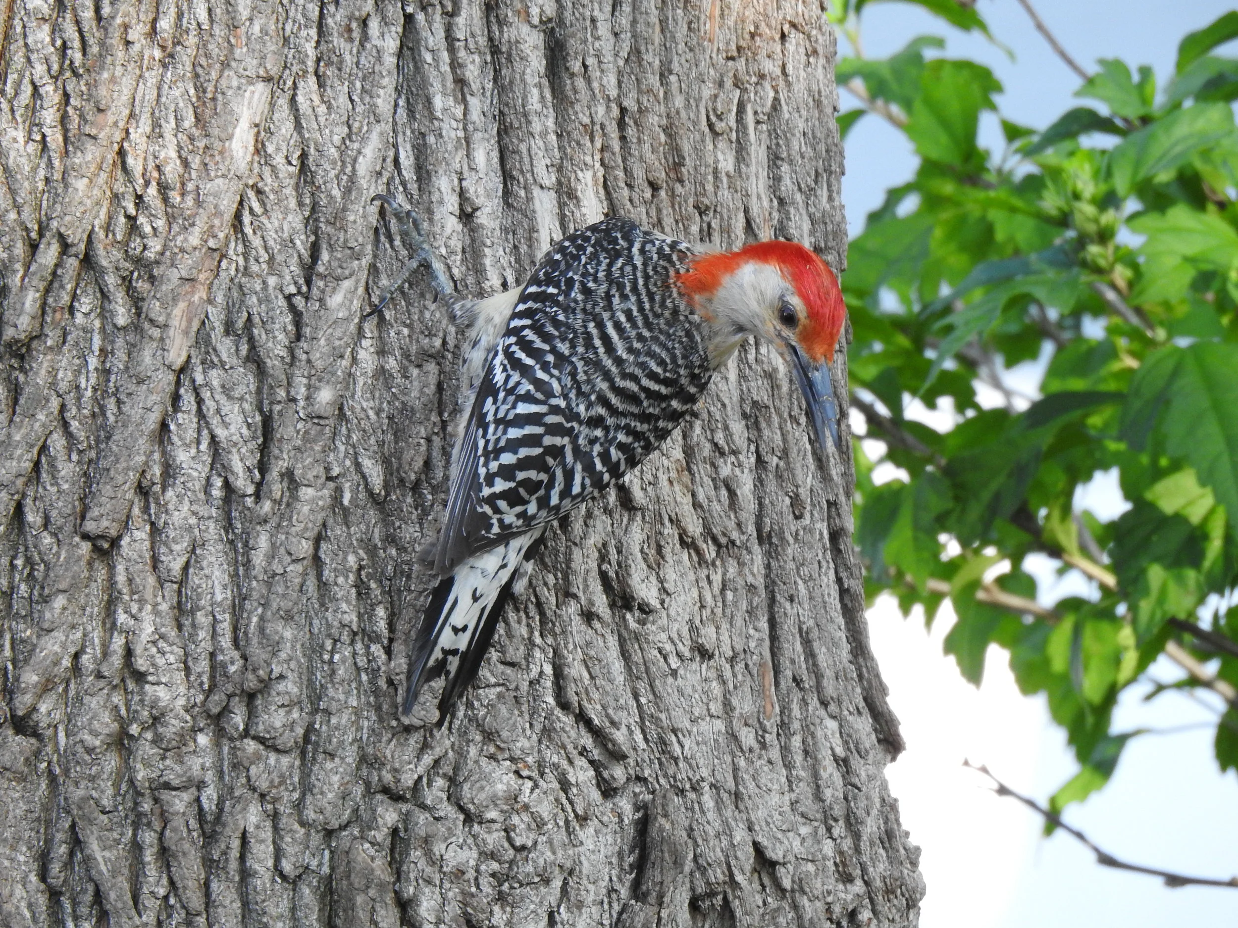 DSCN6509.JPG