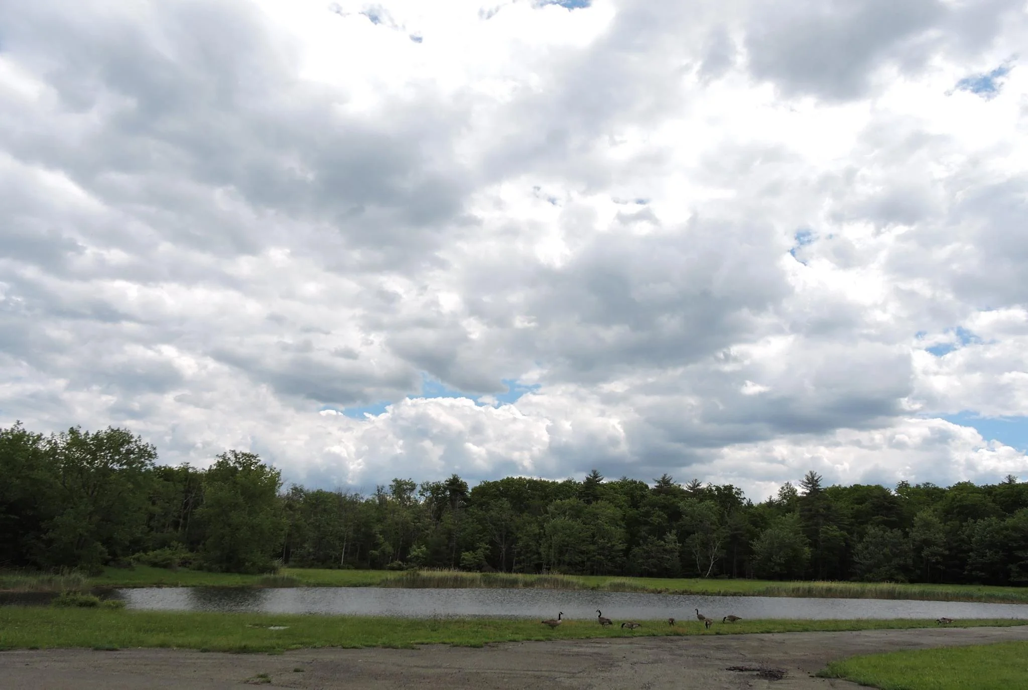 pond.jpg