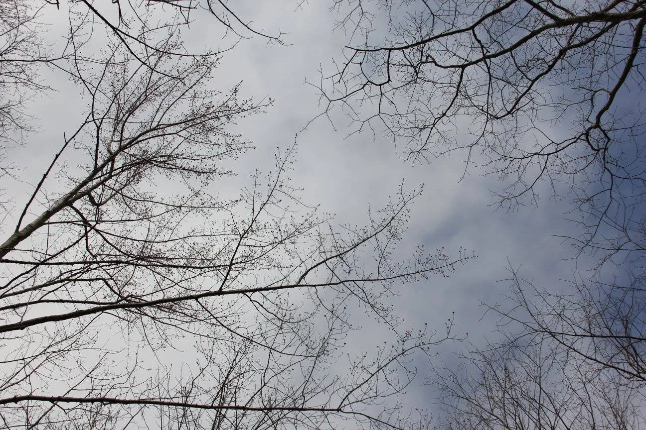spring trees.jpg