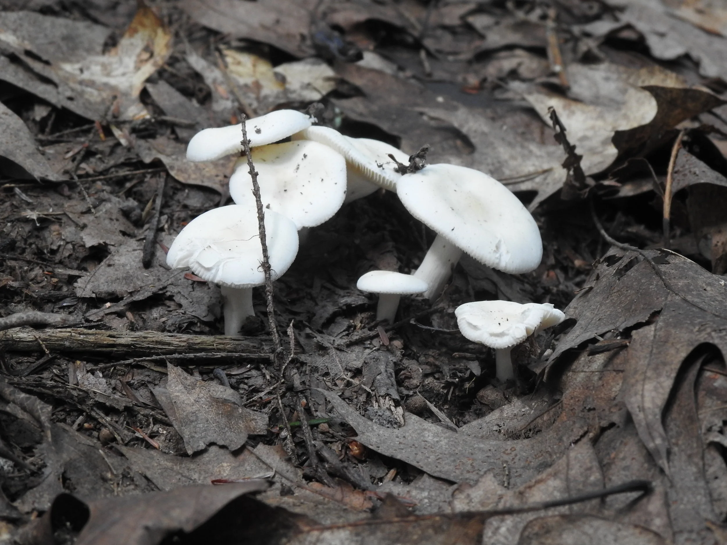 DSCN8478.JPG