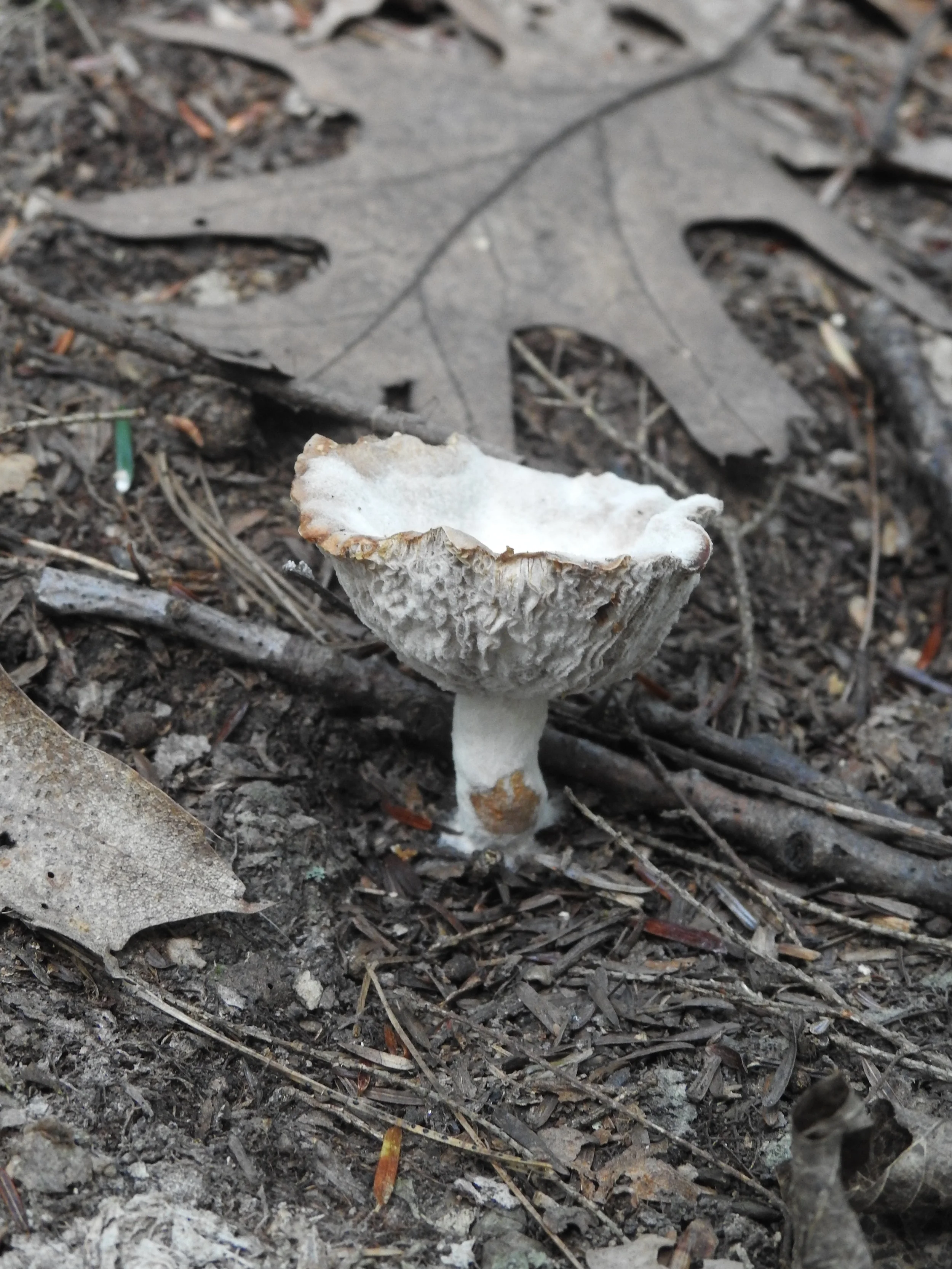 DSCN8479.JPG