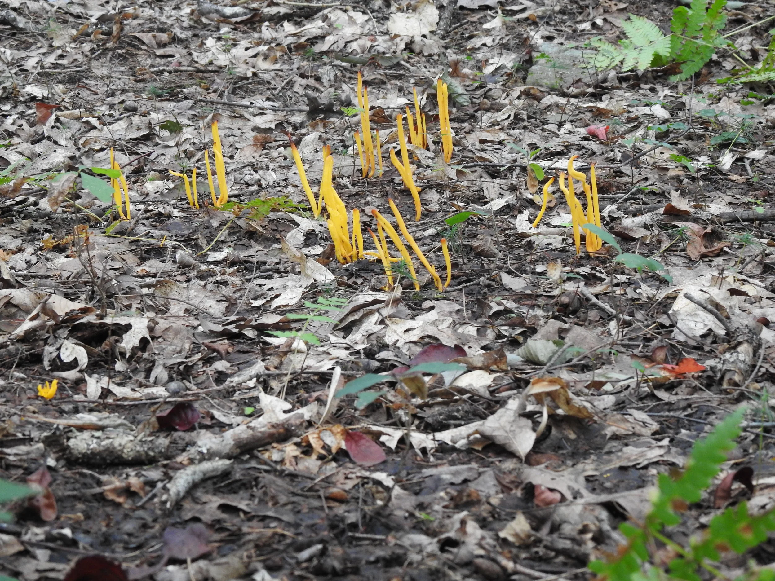 DSCN8491.JPG