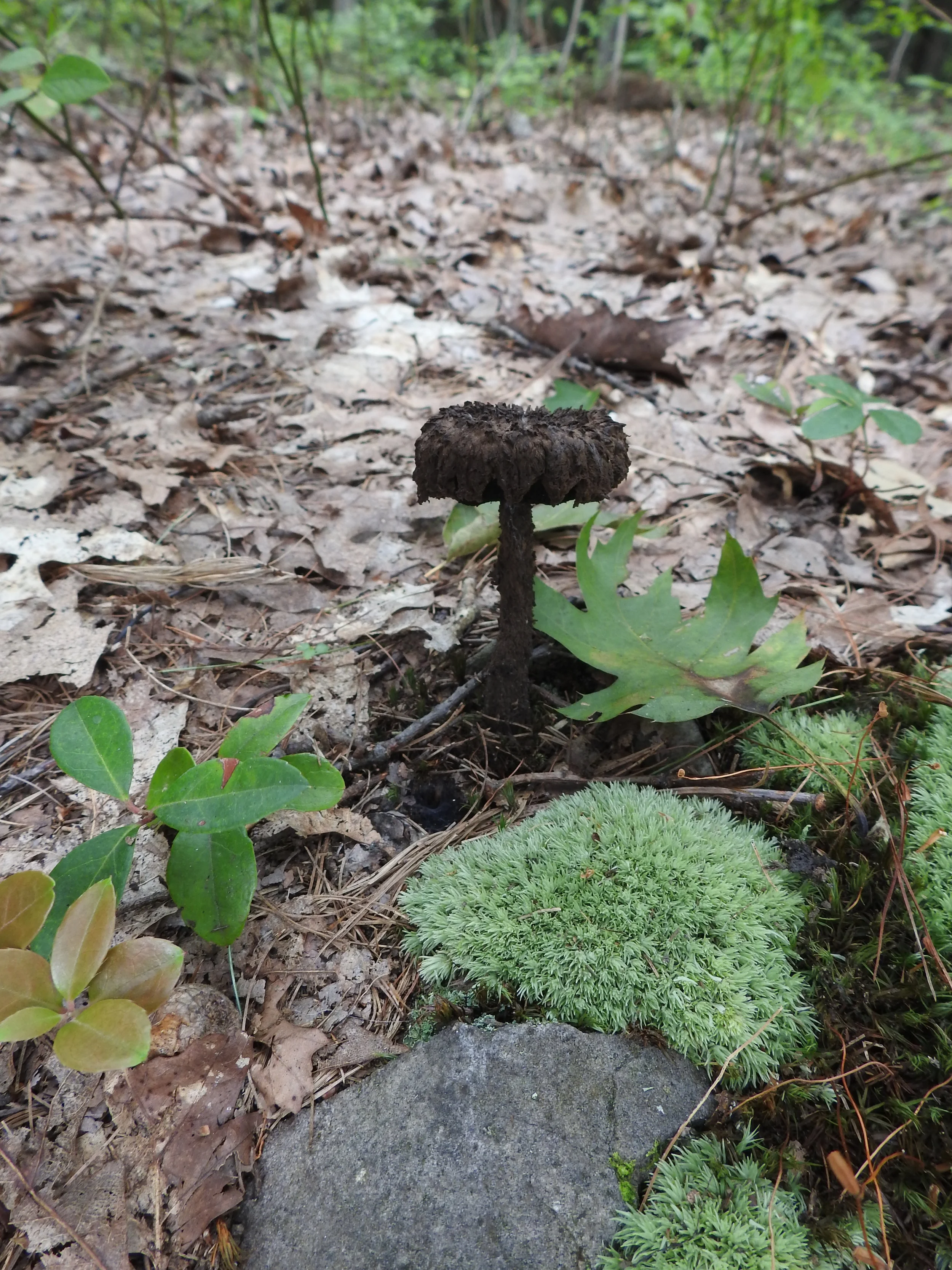 DSCN8510.JPG