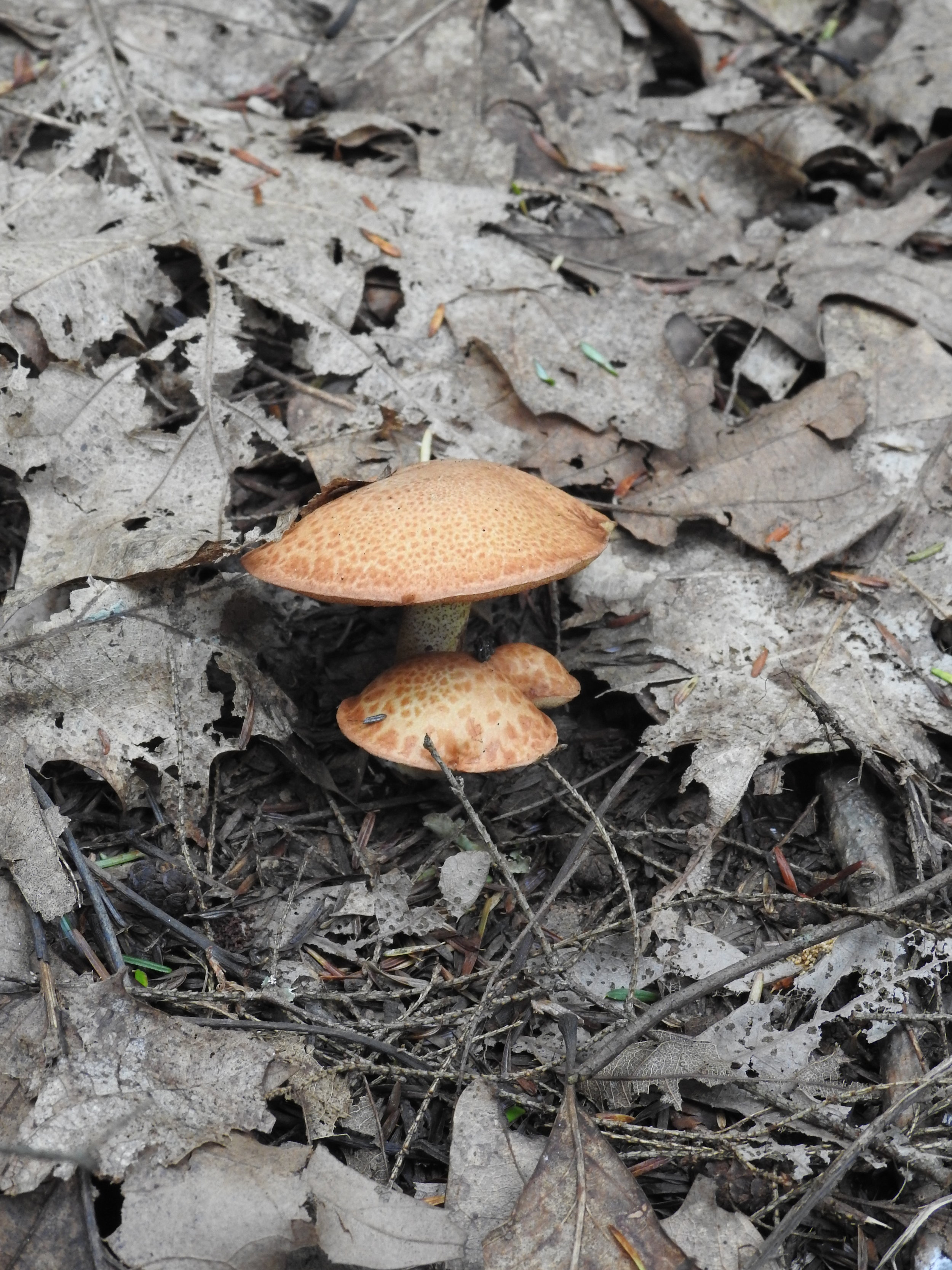 DSCN8515.JPG