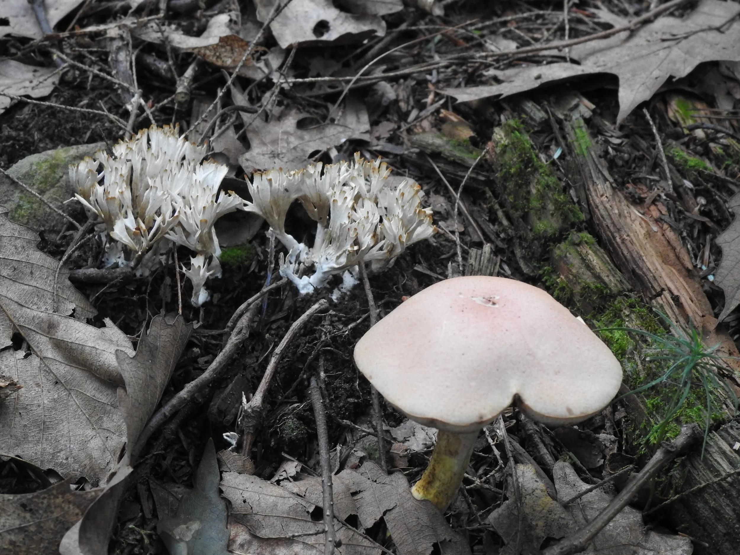 DSCN8517.JPG