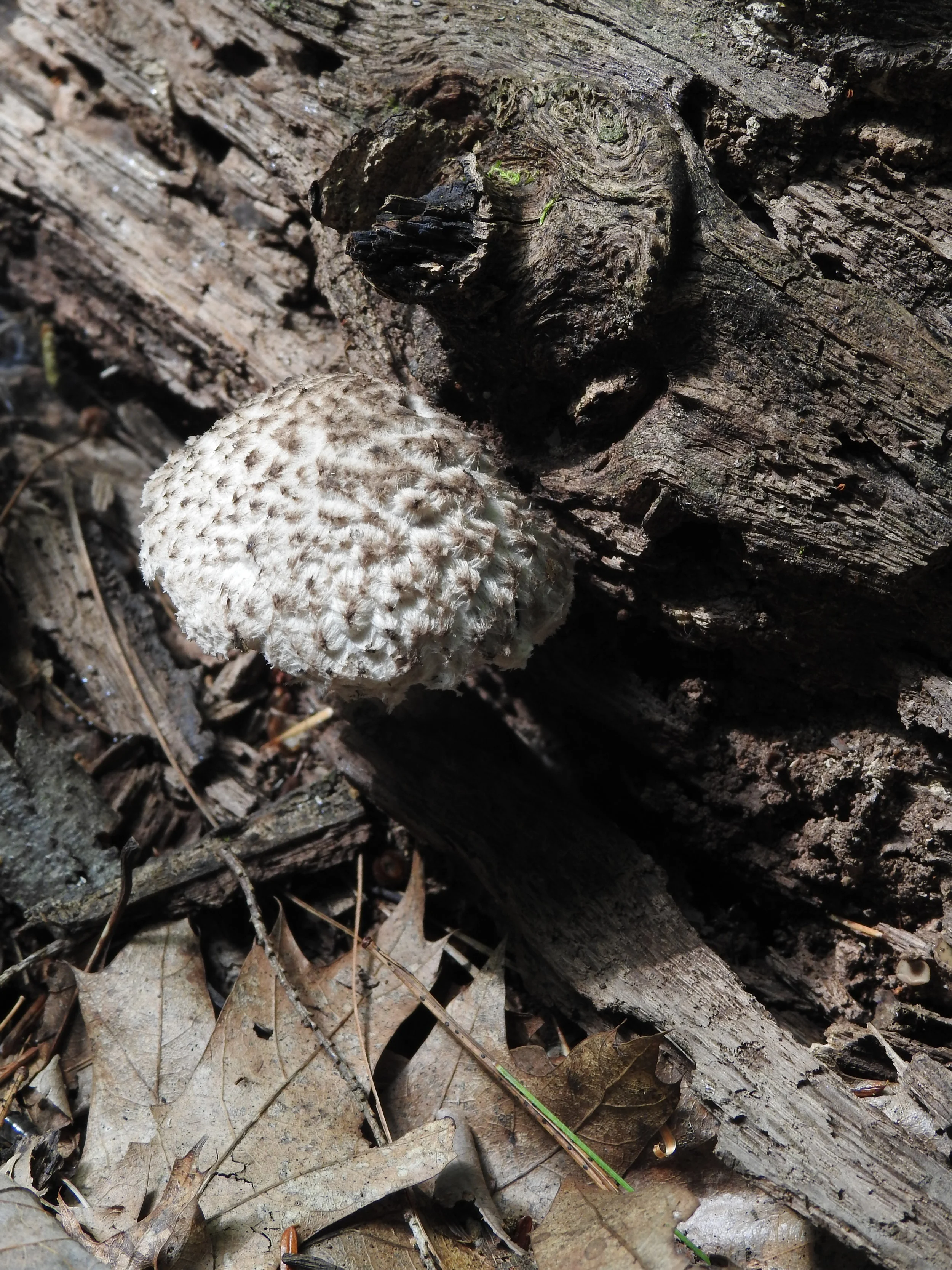 DSCN8531.JPG