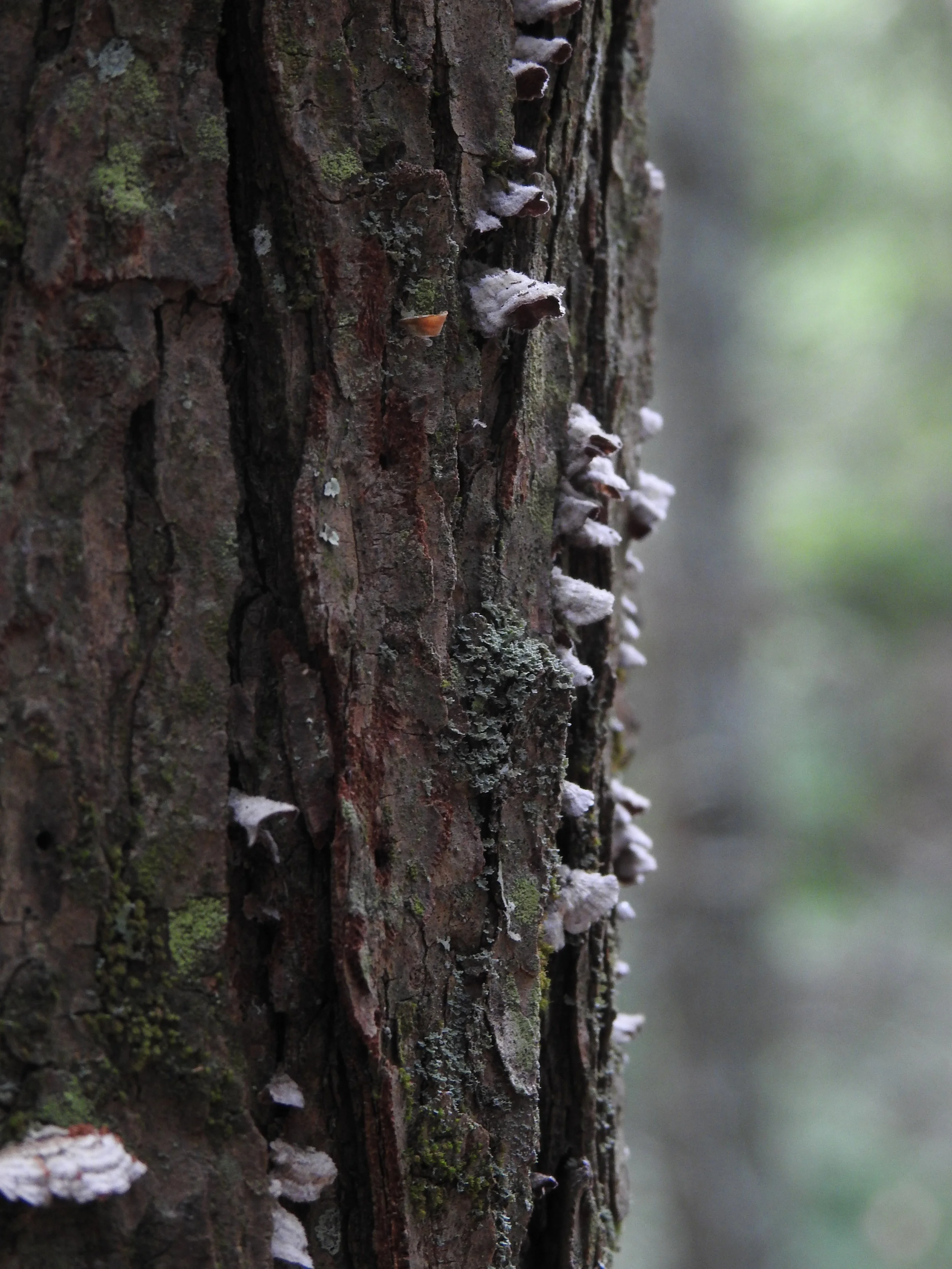 DSCN8561.JPG