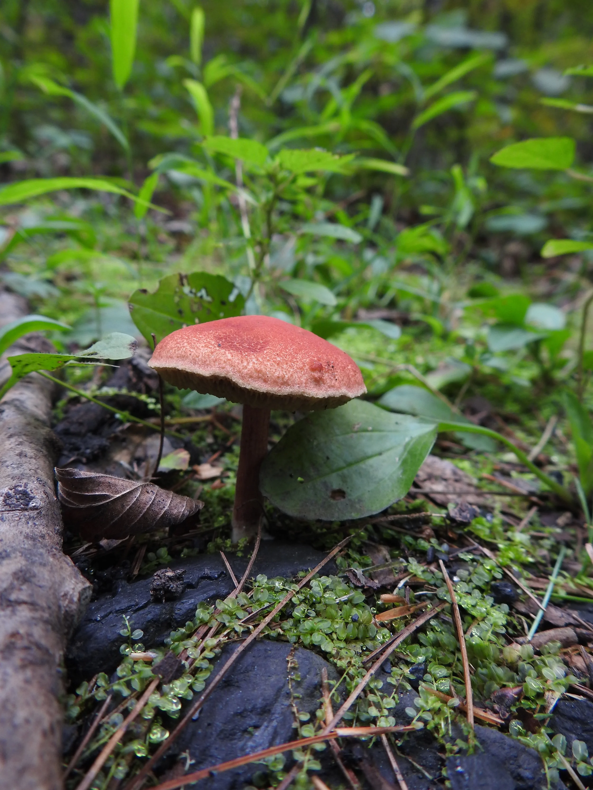 DSCN8608.JPG
