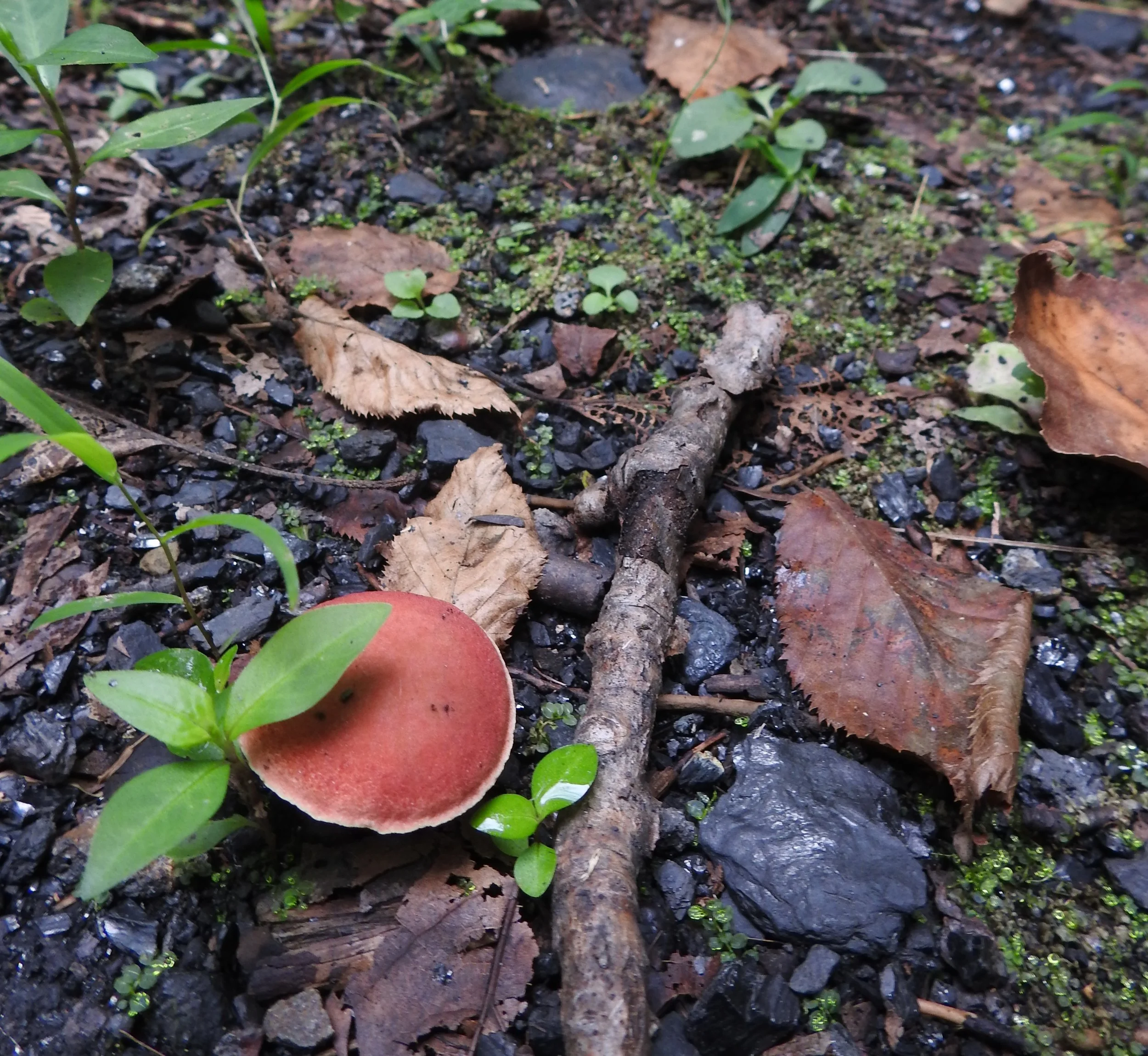 DSCN8618.JPG