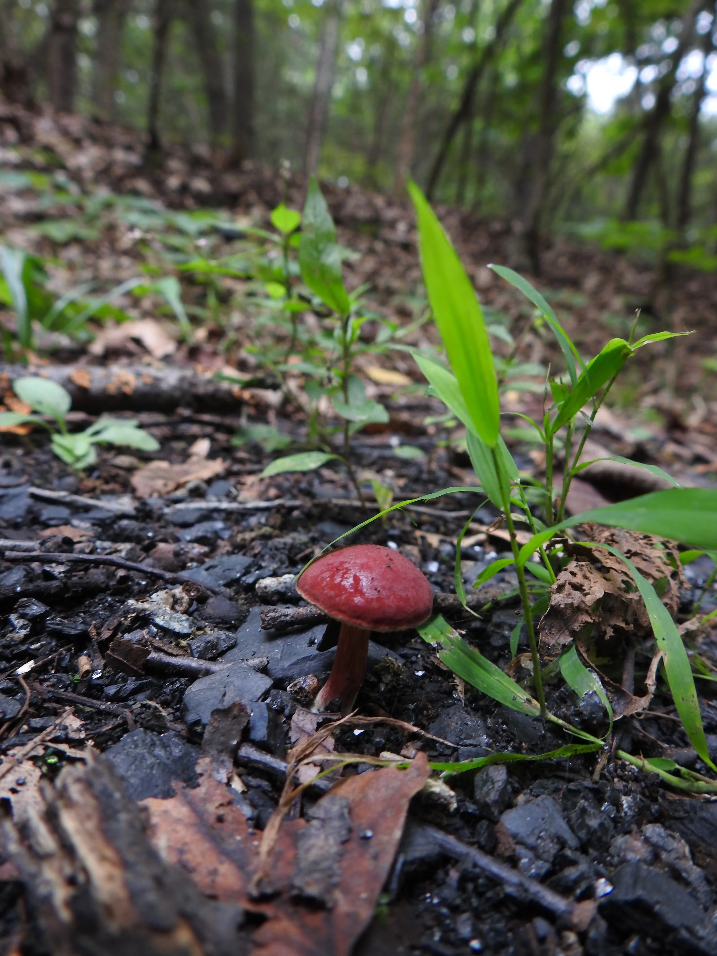 DSCN8617.JPG