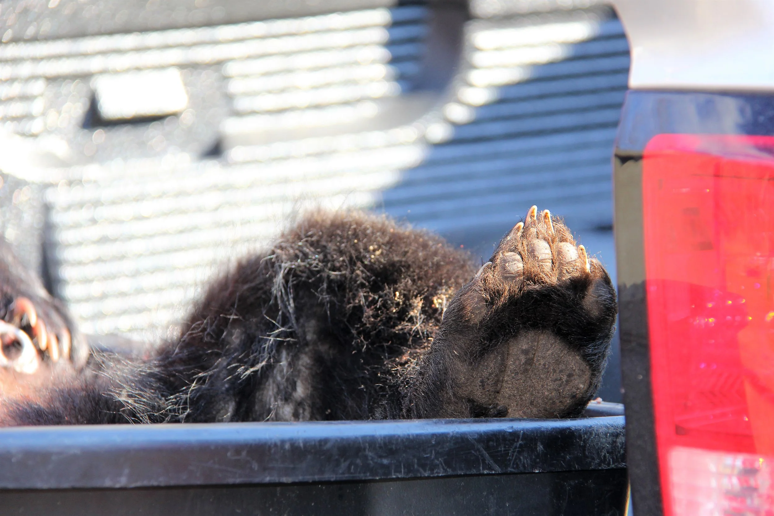 NJ Bear Hunting Protest - Part II