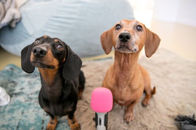 You know you're a dog mom when you can't go to the bathroom without an escort.⁠
⁠
#daschund #daschundmum #happydogmumday