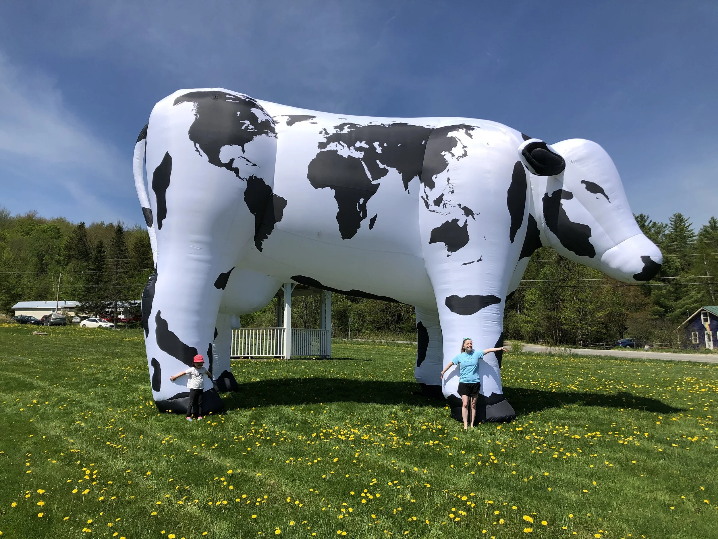 World Cow Summer Tour 2020