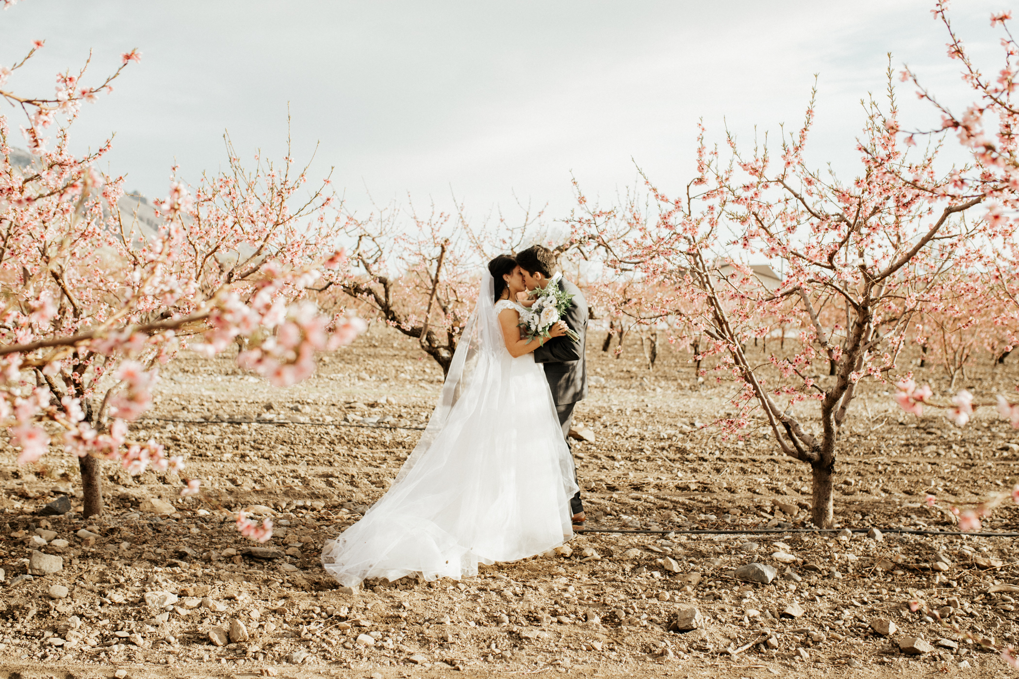 Spring blossomed orchard wedding photos