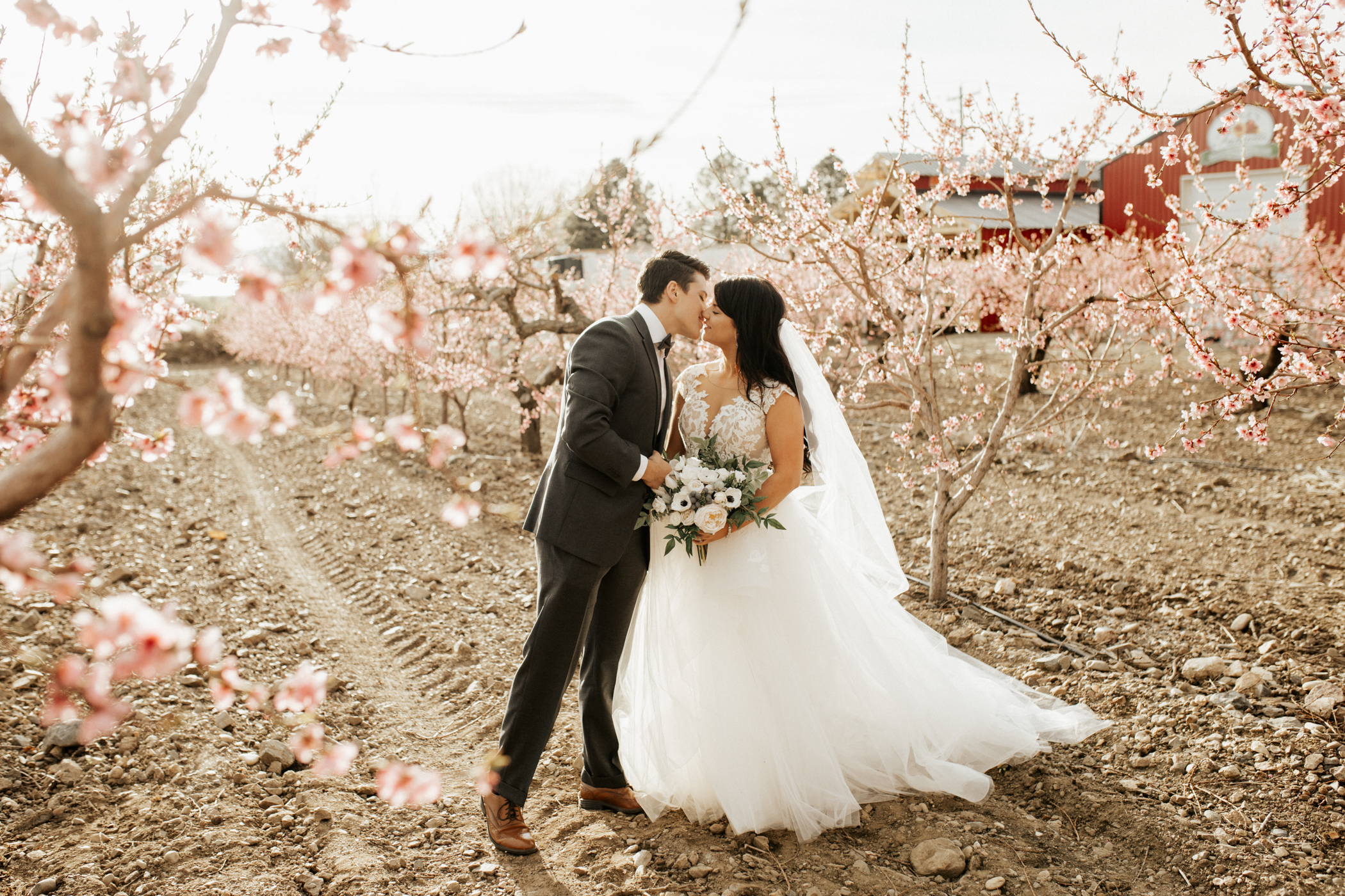 Spring blossomed orchard wedding photos