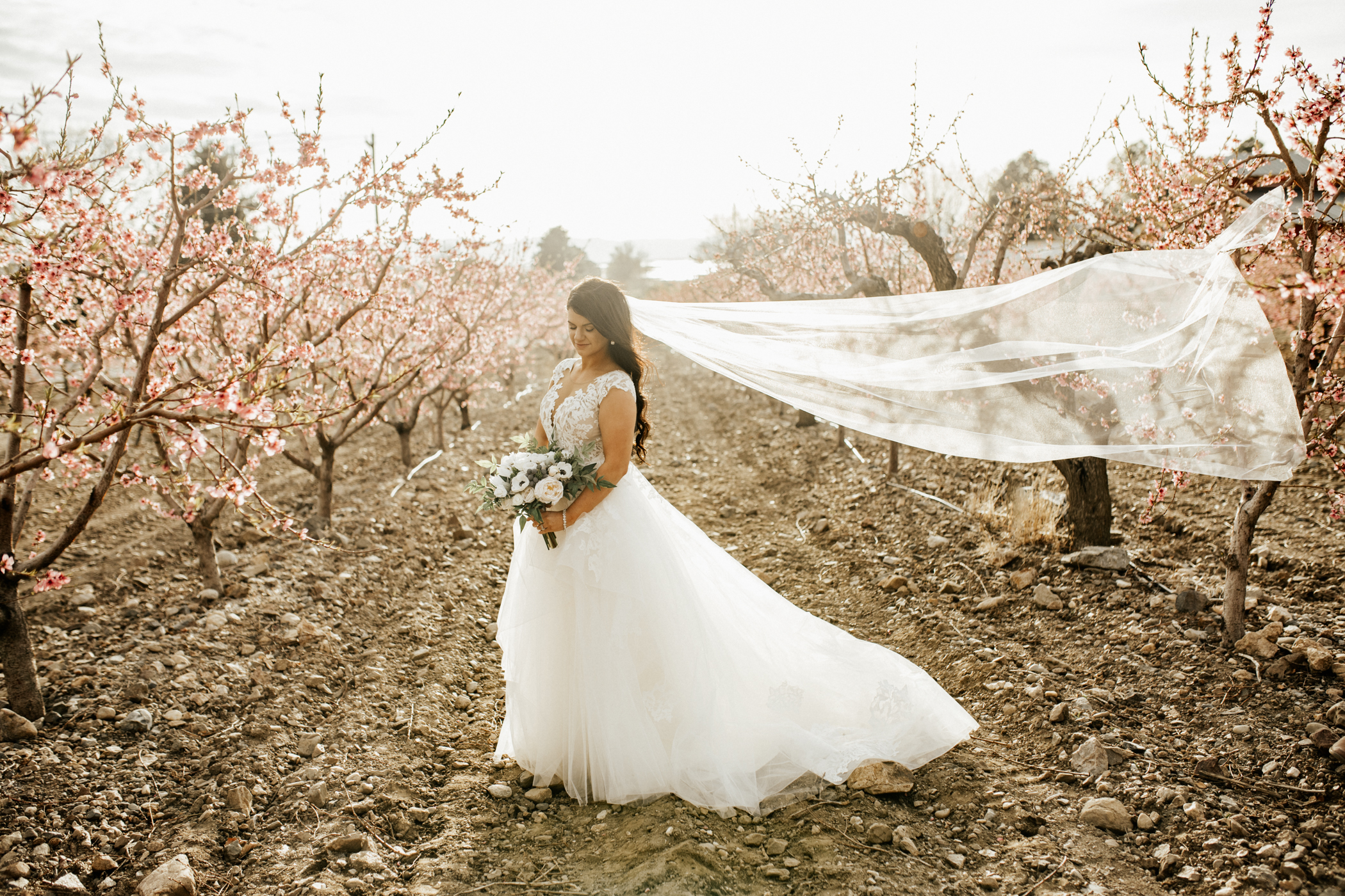 spring blossomed orchard wedding photos