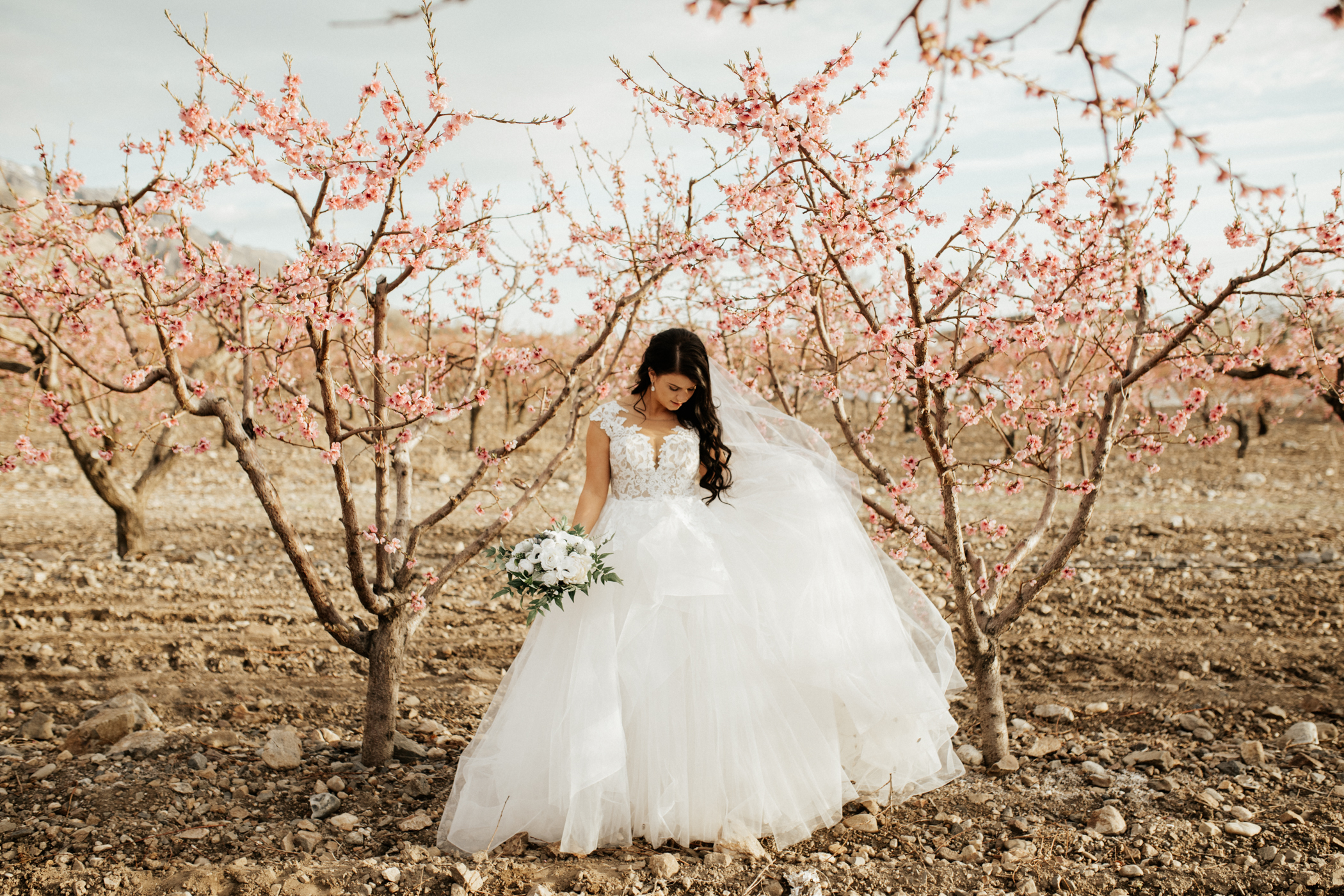spring blossomed orchard wedding photos