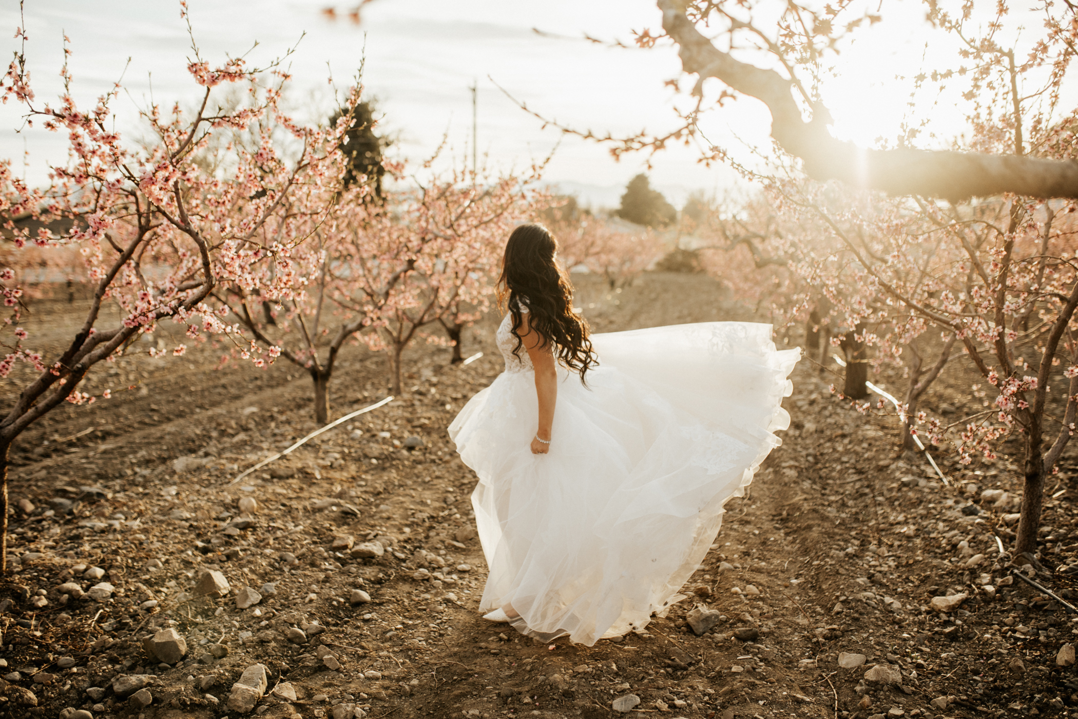 spring blossomed orchard wedding photos