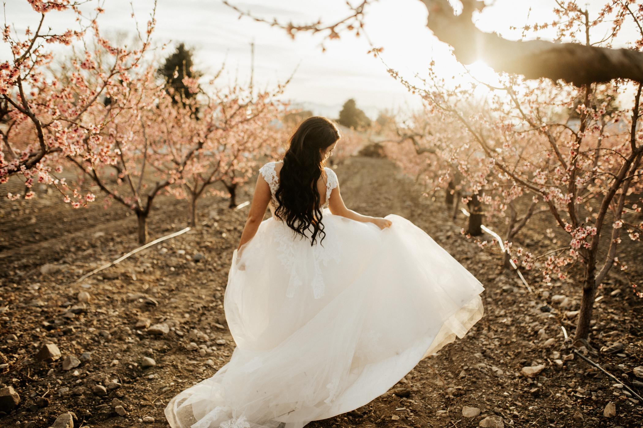 spring blossomed orchard wedding photos